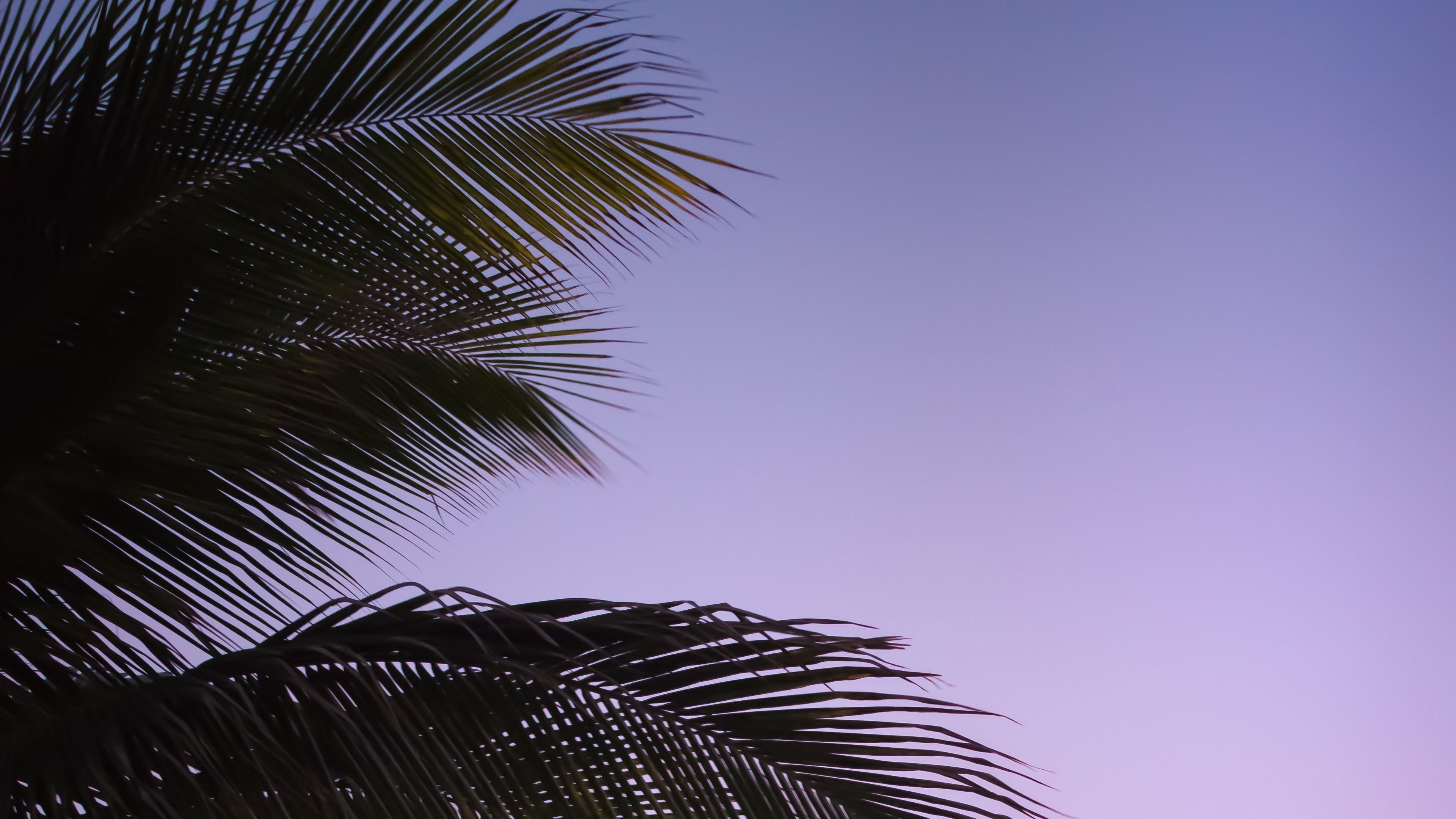 branch, palm, leaves, sky, sunset, evening, 4k, HD Wallpaper