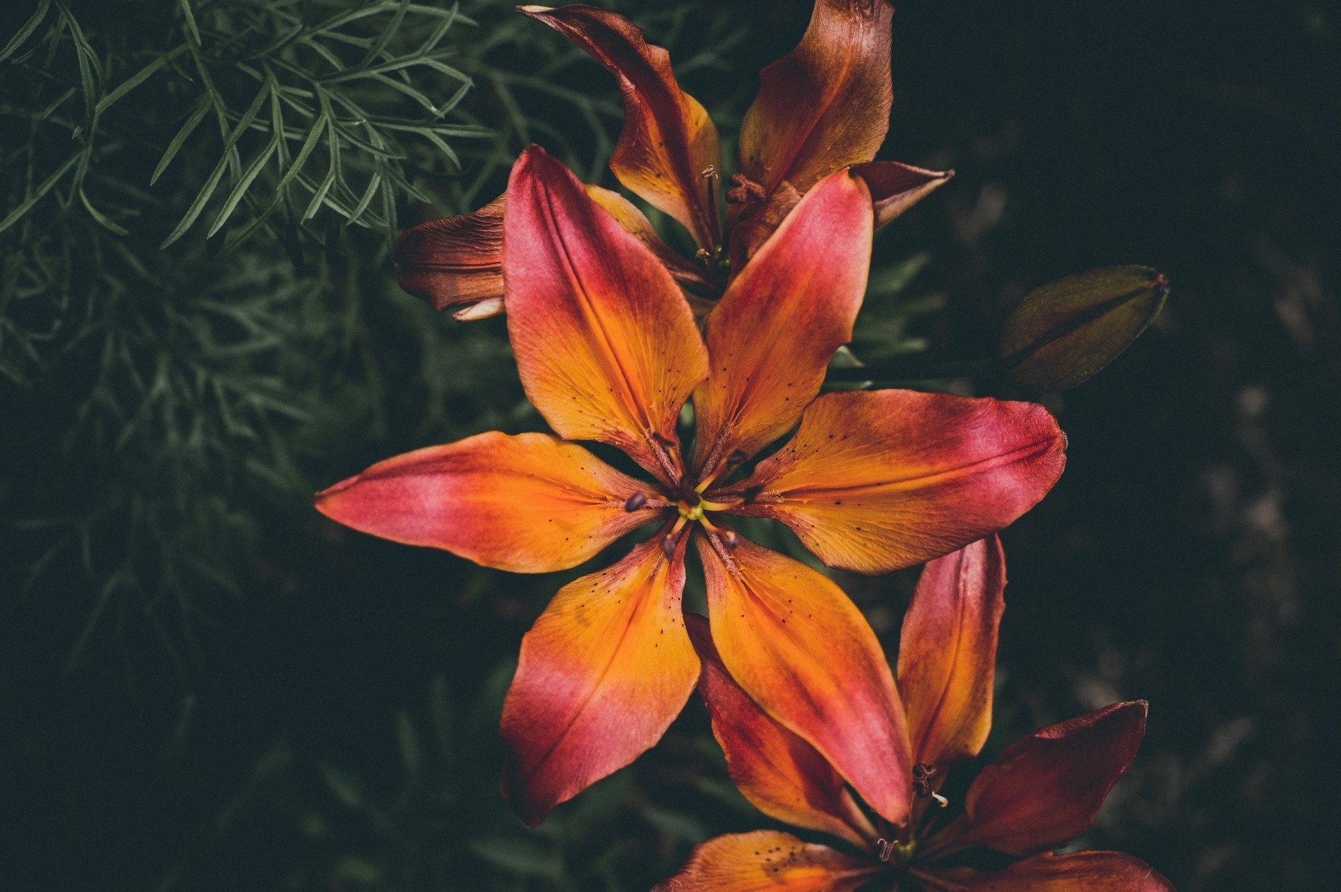 macro, flowers, plants, HD Wallpaper