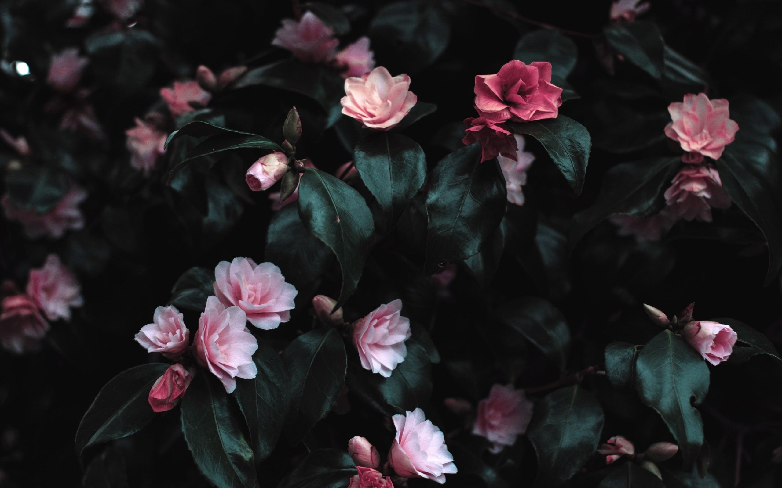 flowers, plants, pink flowers, leaves, HD Wallpaper