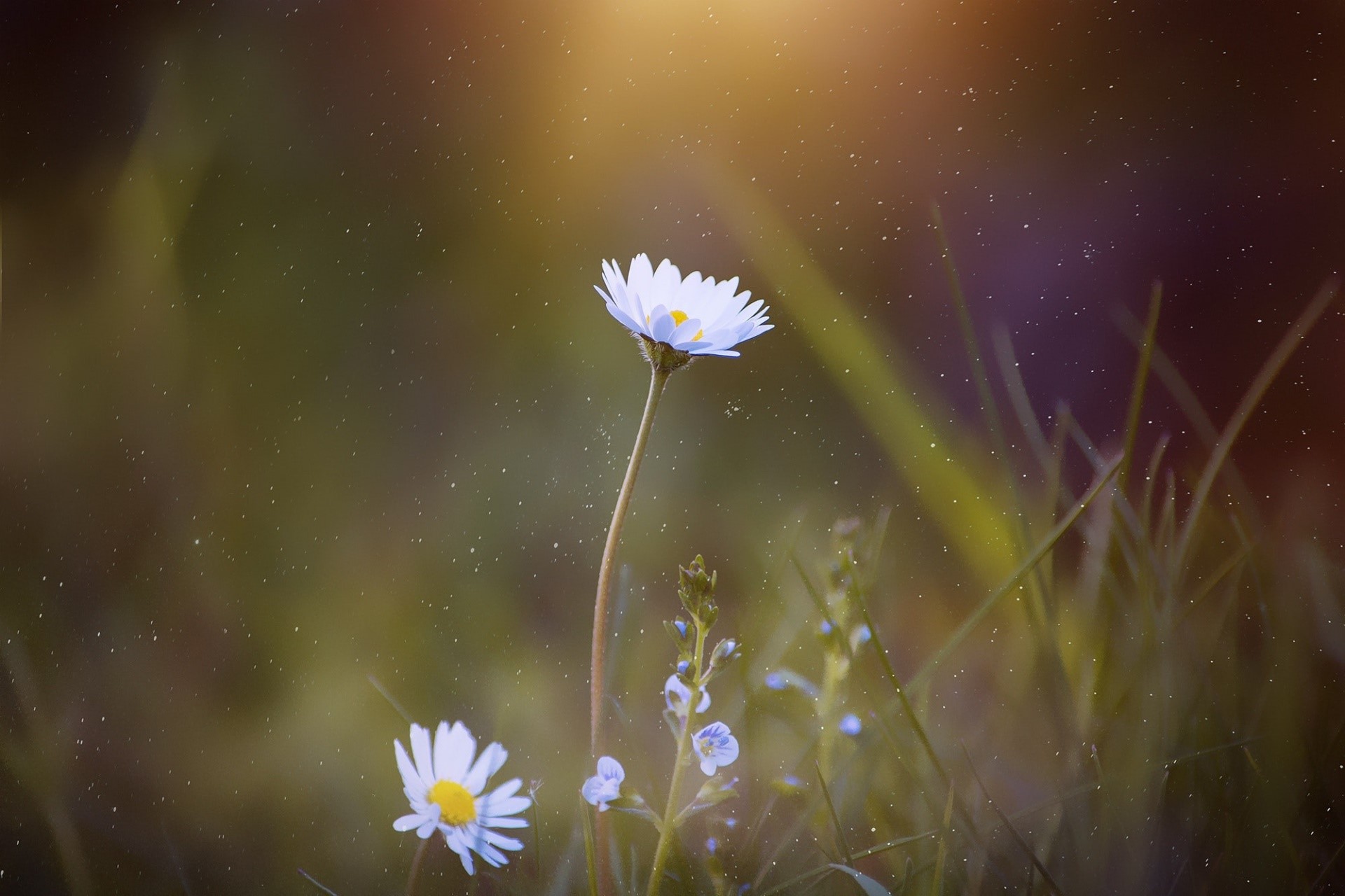 flowers, plants, outdoors, white flowers, HD Wallpaper