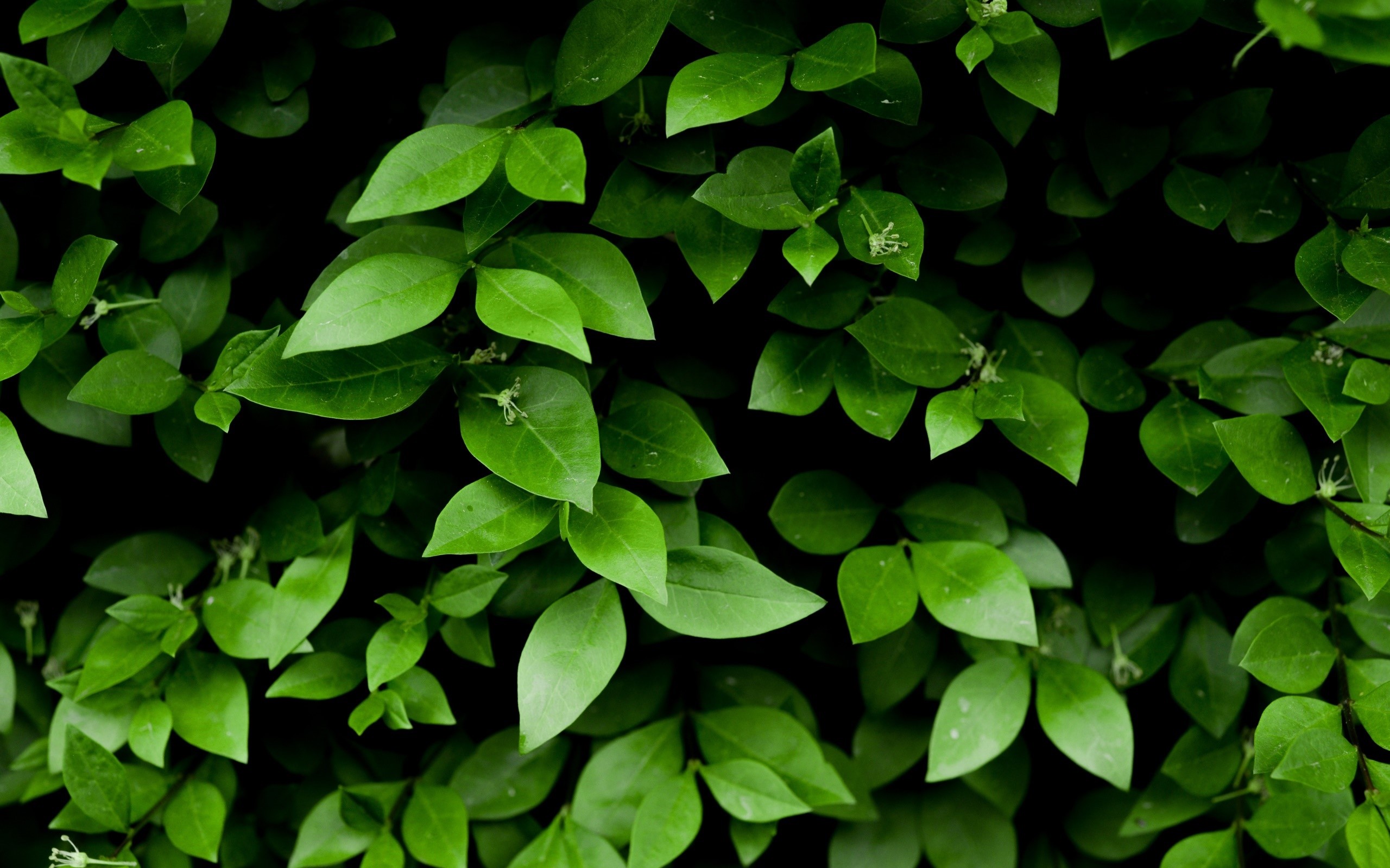 green, plants, leaves, HD Wallpaper