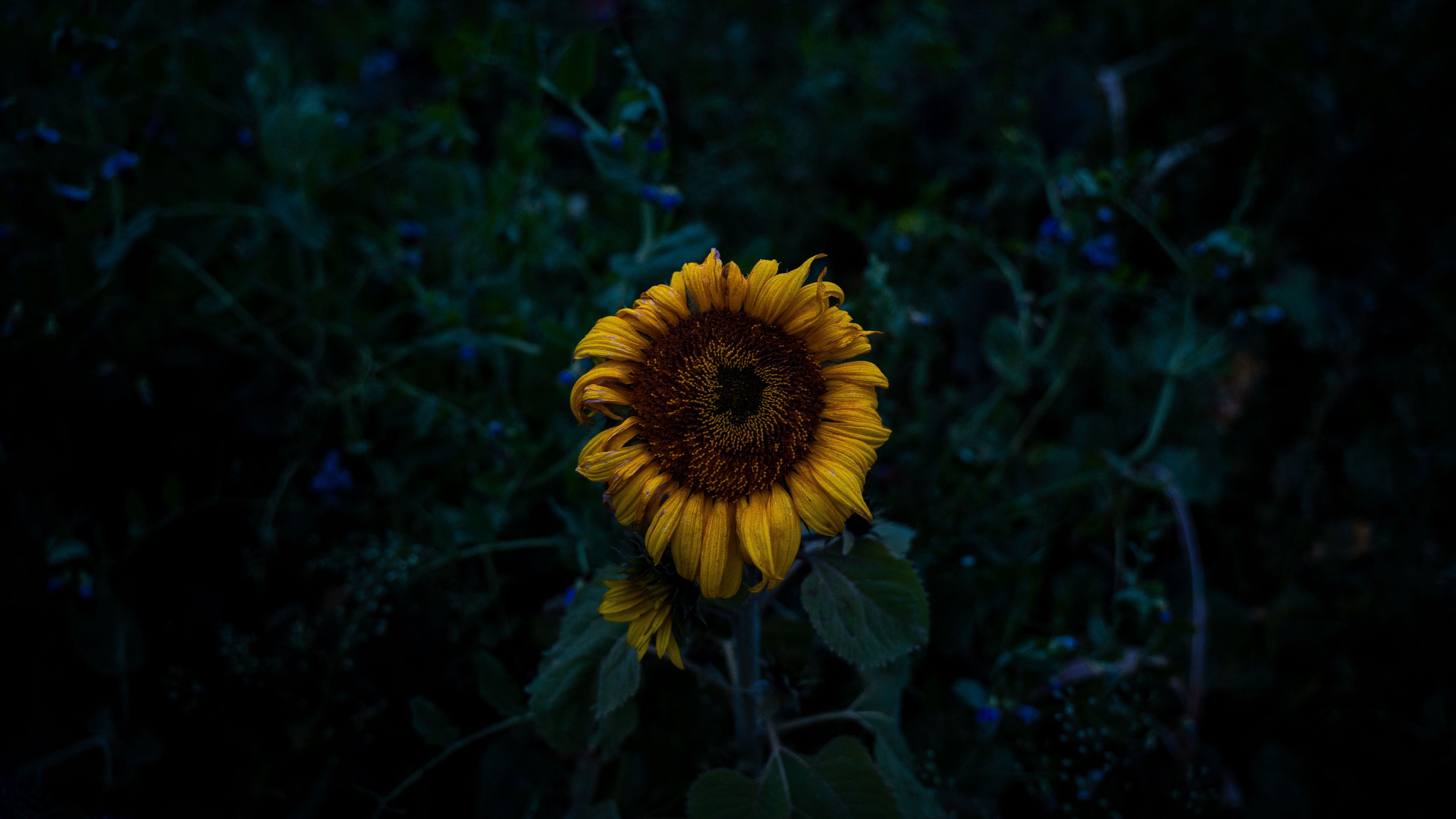sunflower, blooms, field, yellow, dark, 4k, HD Wallpaper