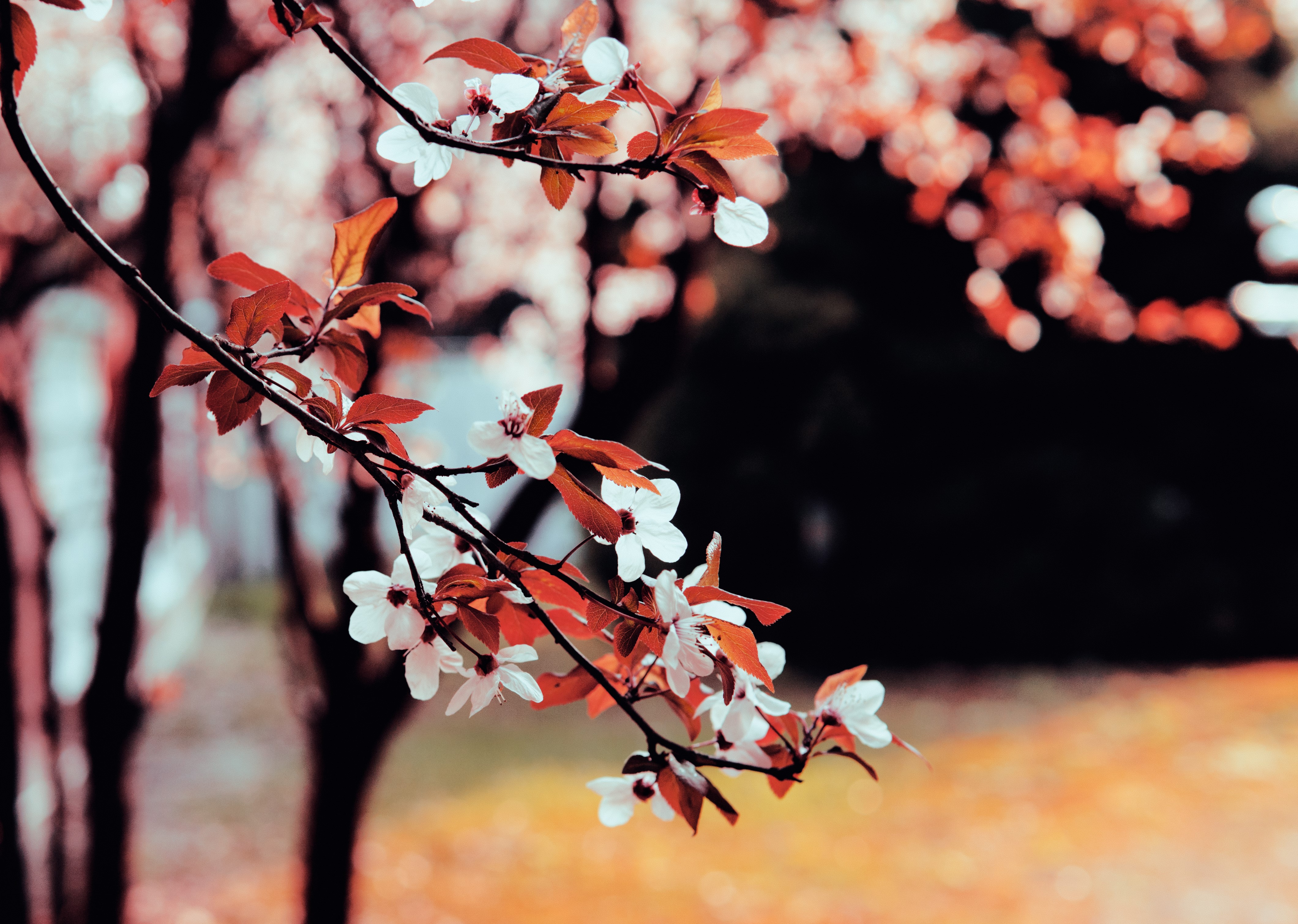 plants, twigs, flowers, bokeh, HD Wallpaper