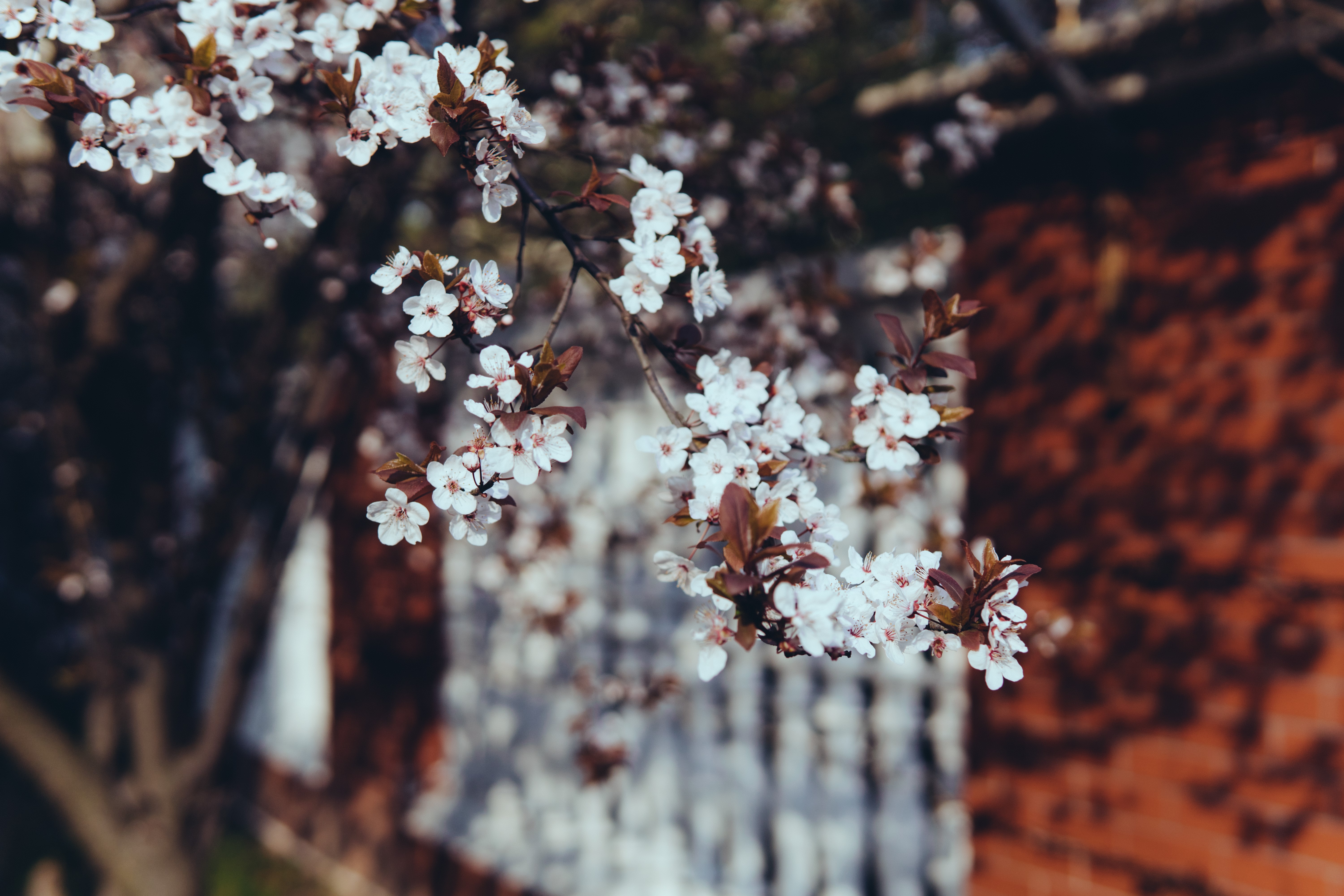 flowers, twigs, plants, blossoms, HD Wallpaper