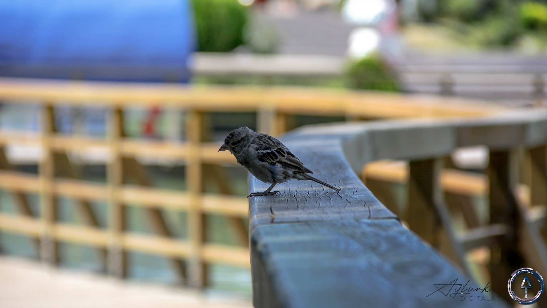 birds, animals, photography, HD Wallpaper