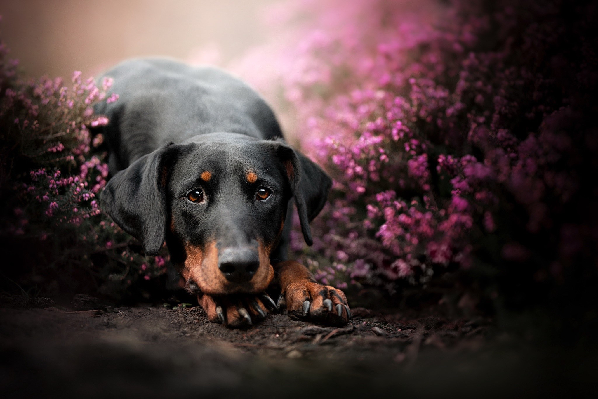 plants, flowers, dog, animals, mammals, HD Wallpaper