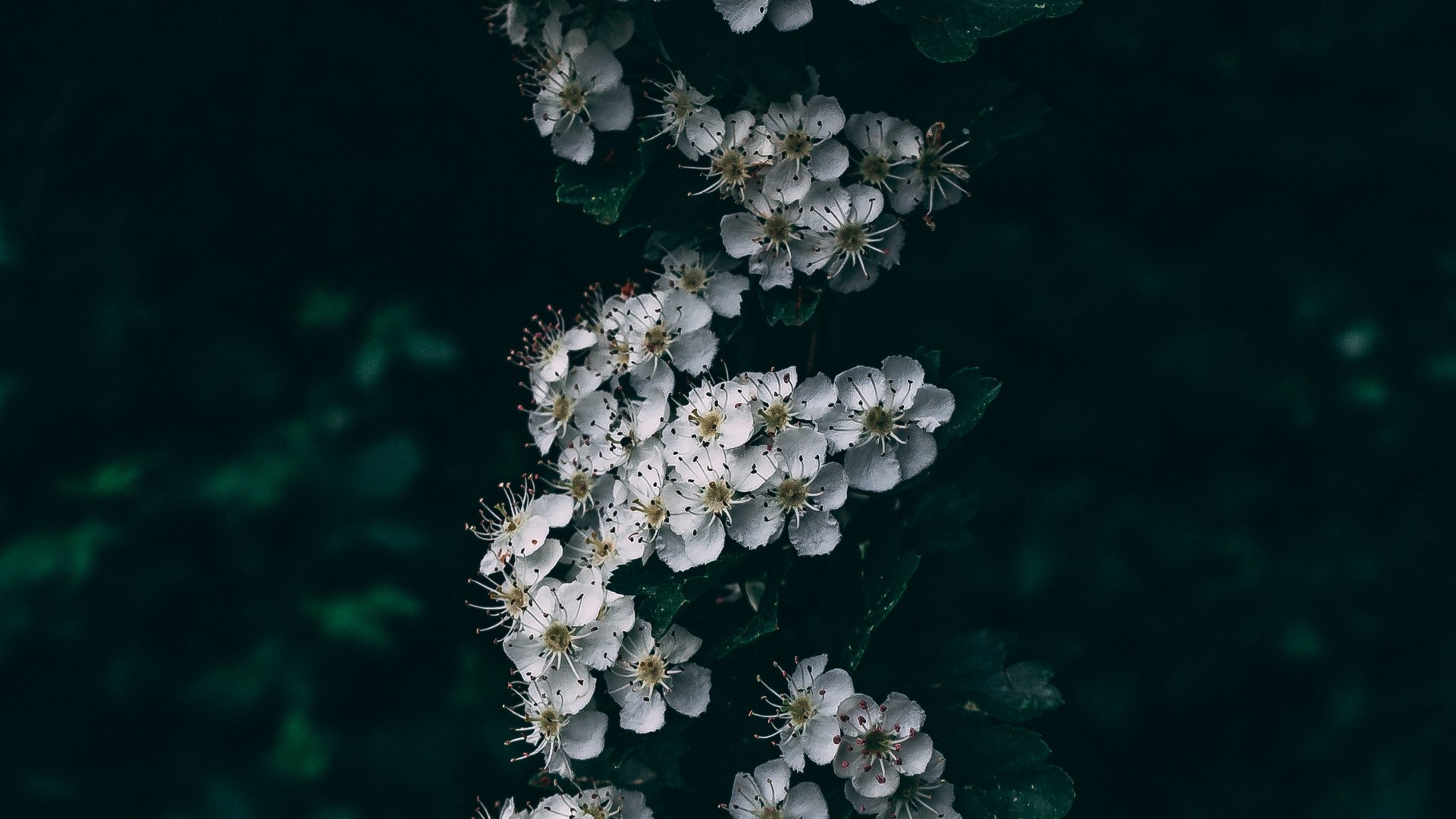 nature, photography, plants, flowers, HD Wallpaper