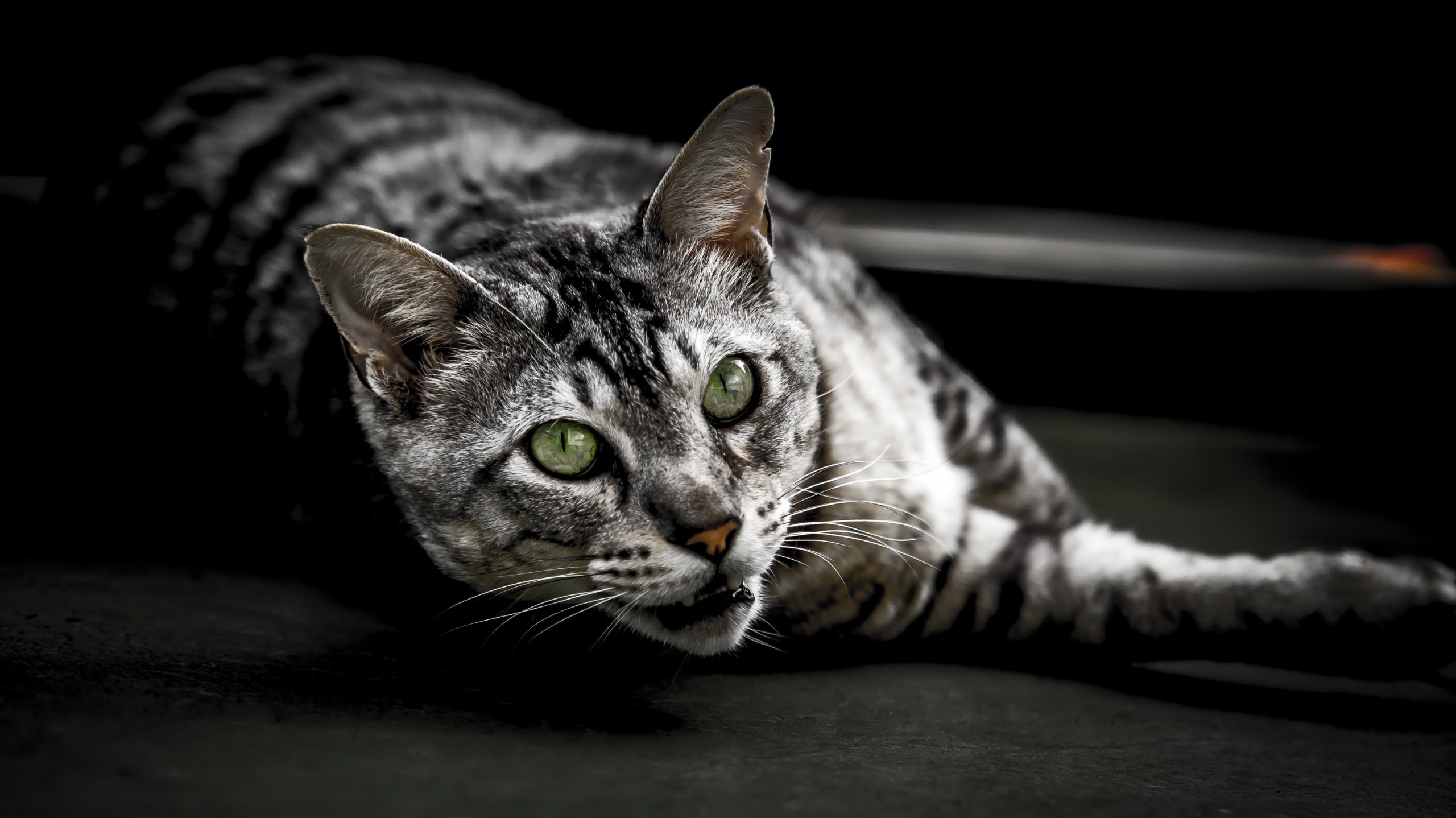 cats, animals, mammals, whiskers, green eyes, cat eyes, HD Wallpaper