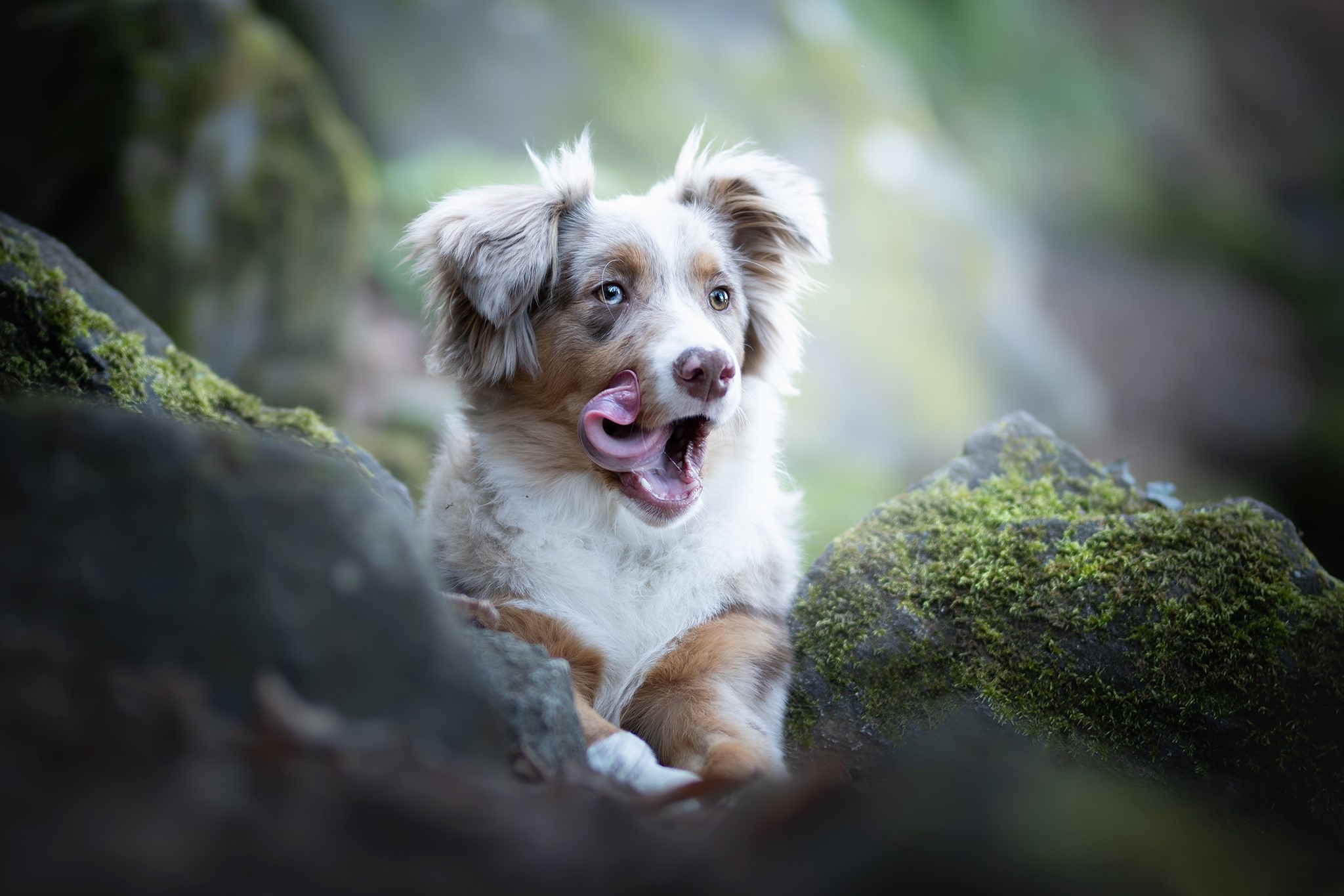 outdoors, dog, tongue out, animals, mammals, HD Wallpaper