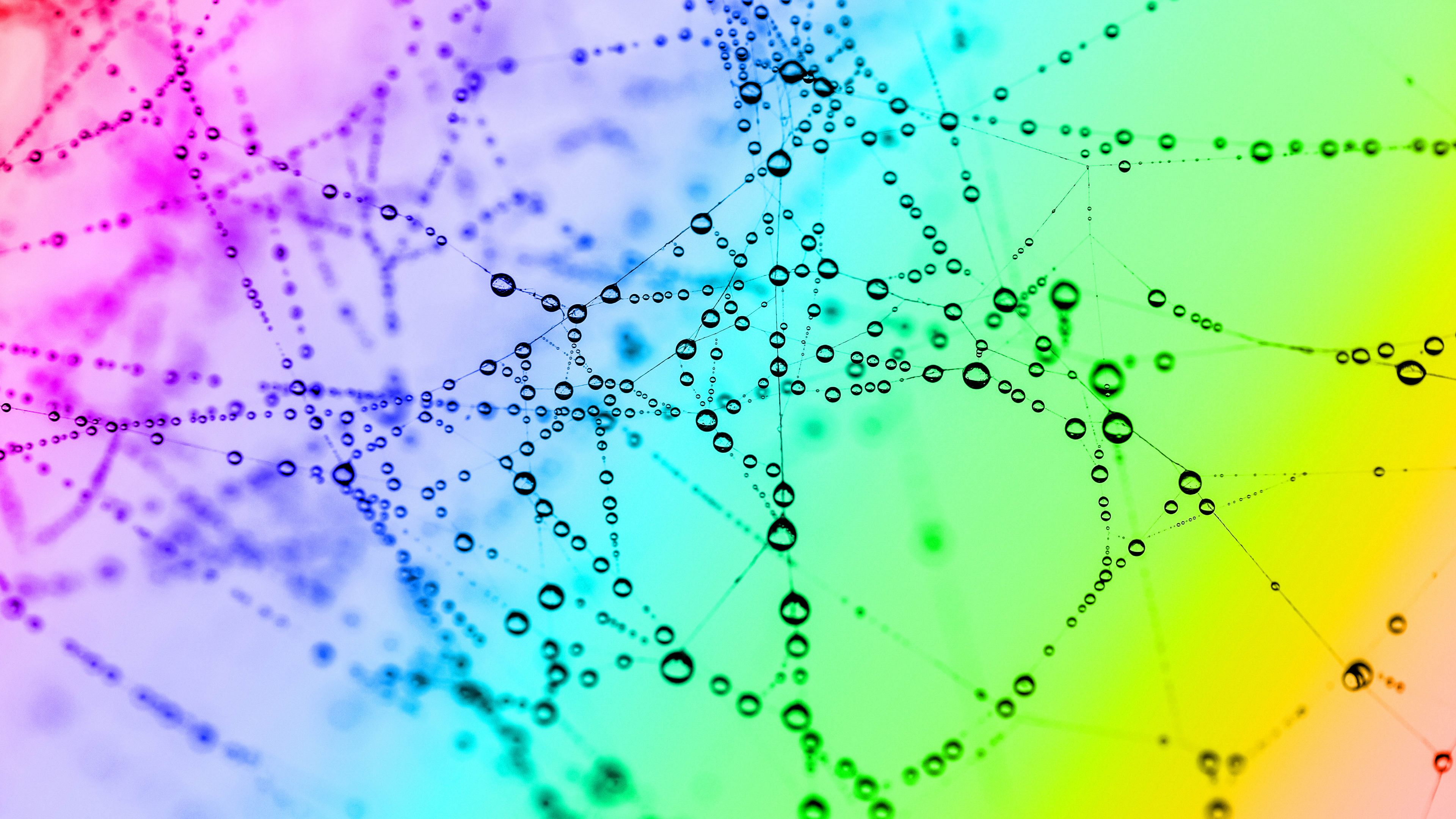 cobweb, drops, color, bright, macro, 4k, HD Wallpaper