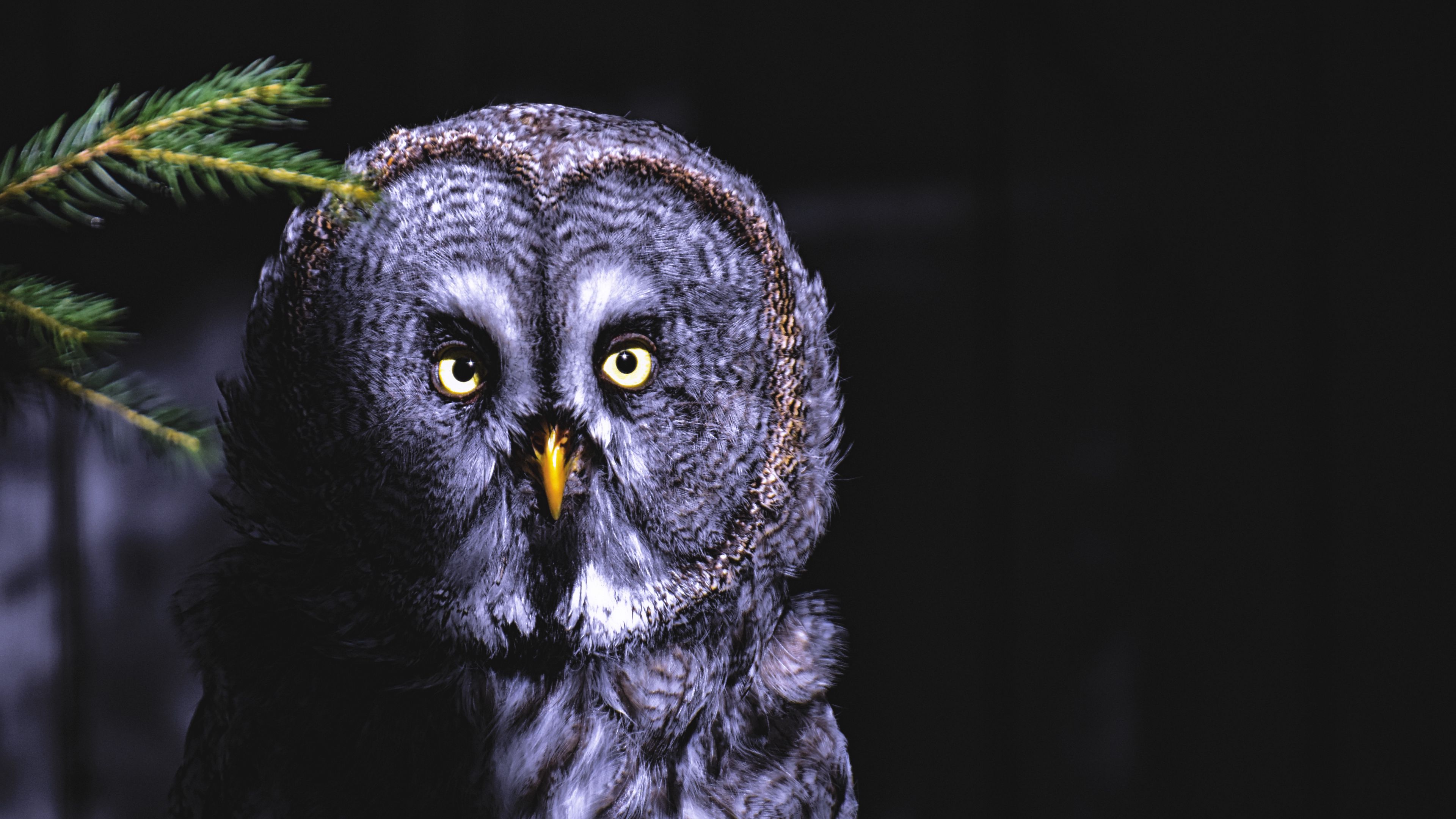 owl, bird, looks, shadow, predator, feathered, 4k, HD Wallpaper