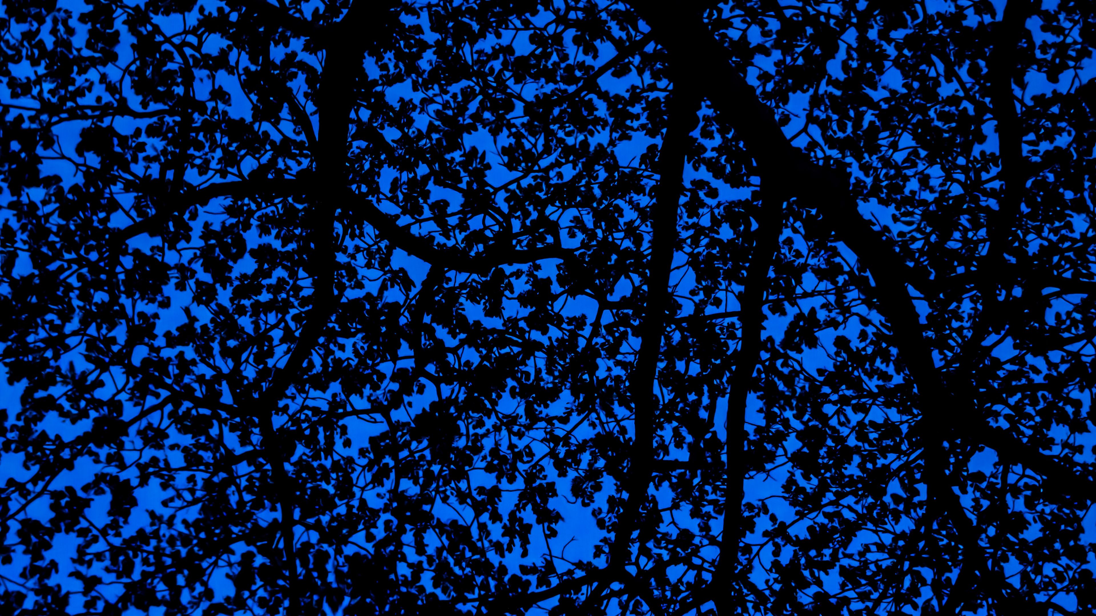branches, sky, dark, tree, leaves, blue, pattern, 4k, HD Wallpaper