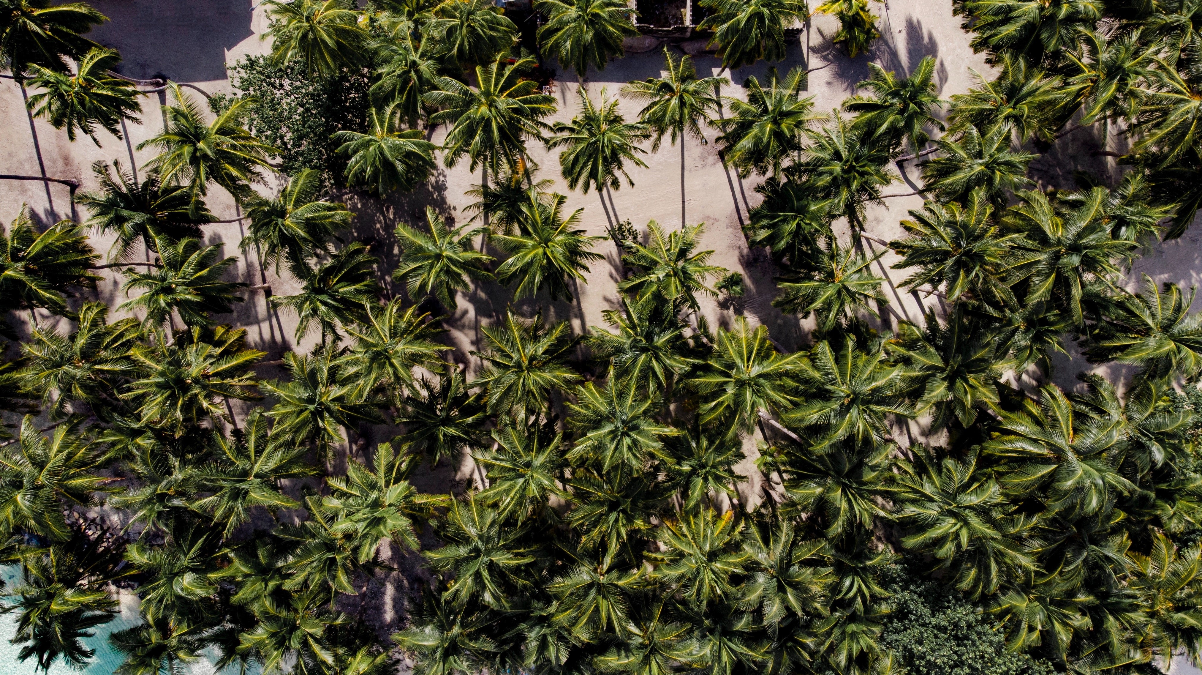 photography, aerial view, nature, landscape, portrait display, palm trees, HD Wallpaper