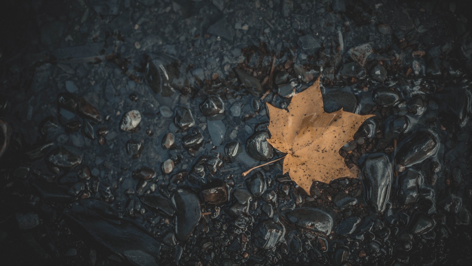 nature, photography, leaves, stones, wet, fallen leaves, HD Wallpaper