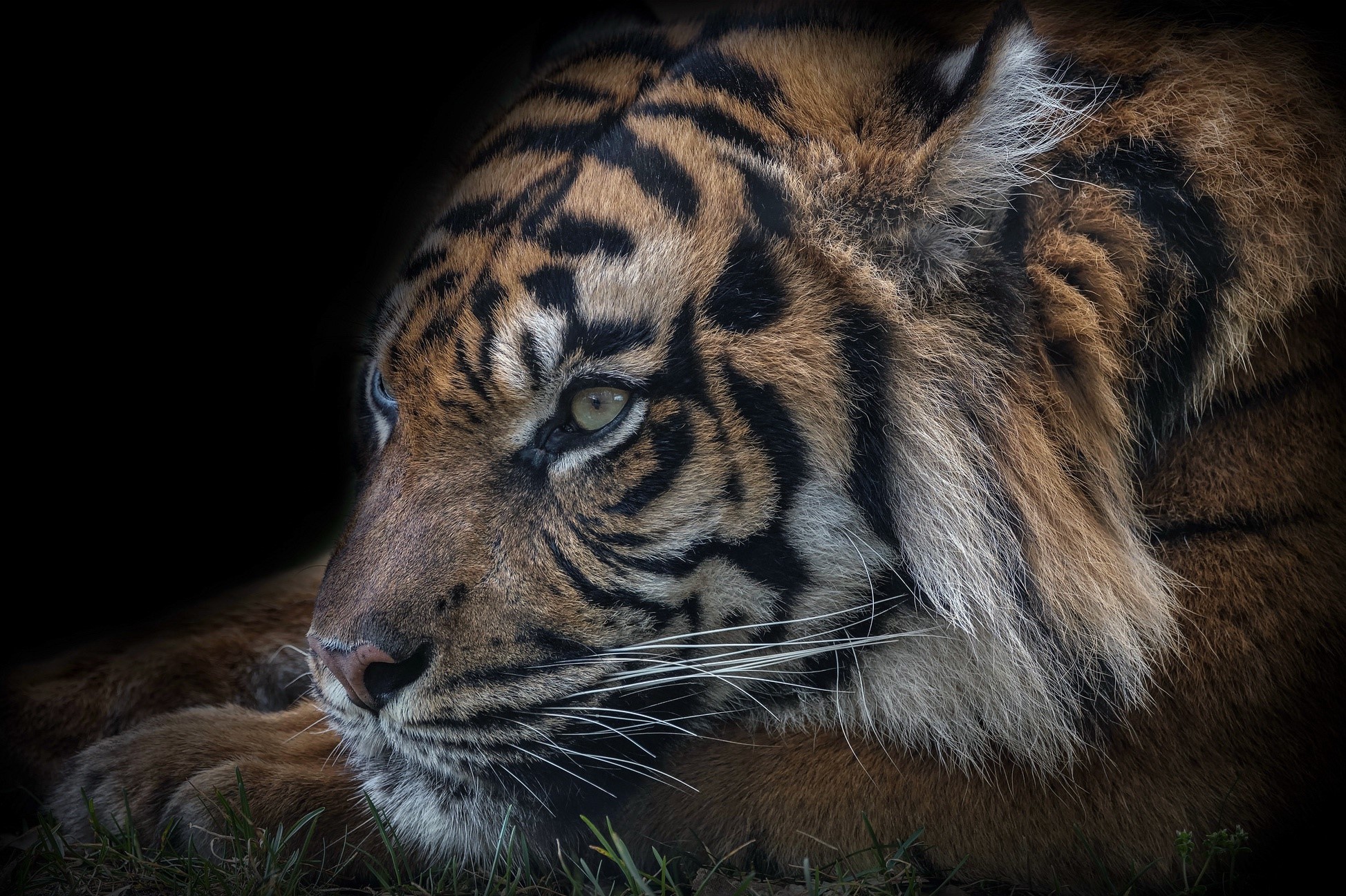 tiger, animals, big cats, mammals, HD Wallpaper