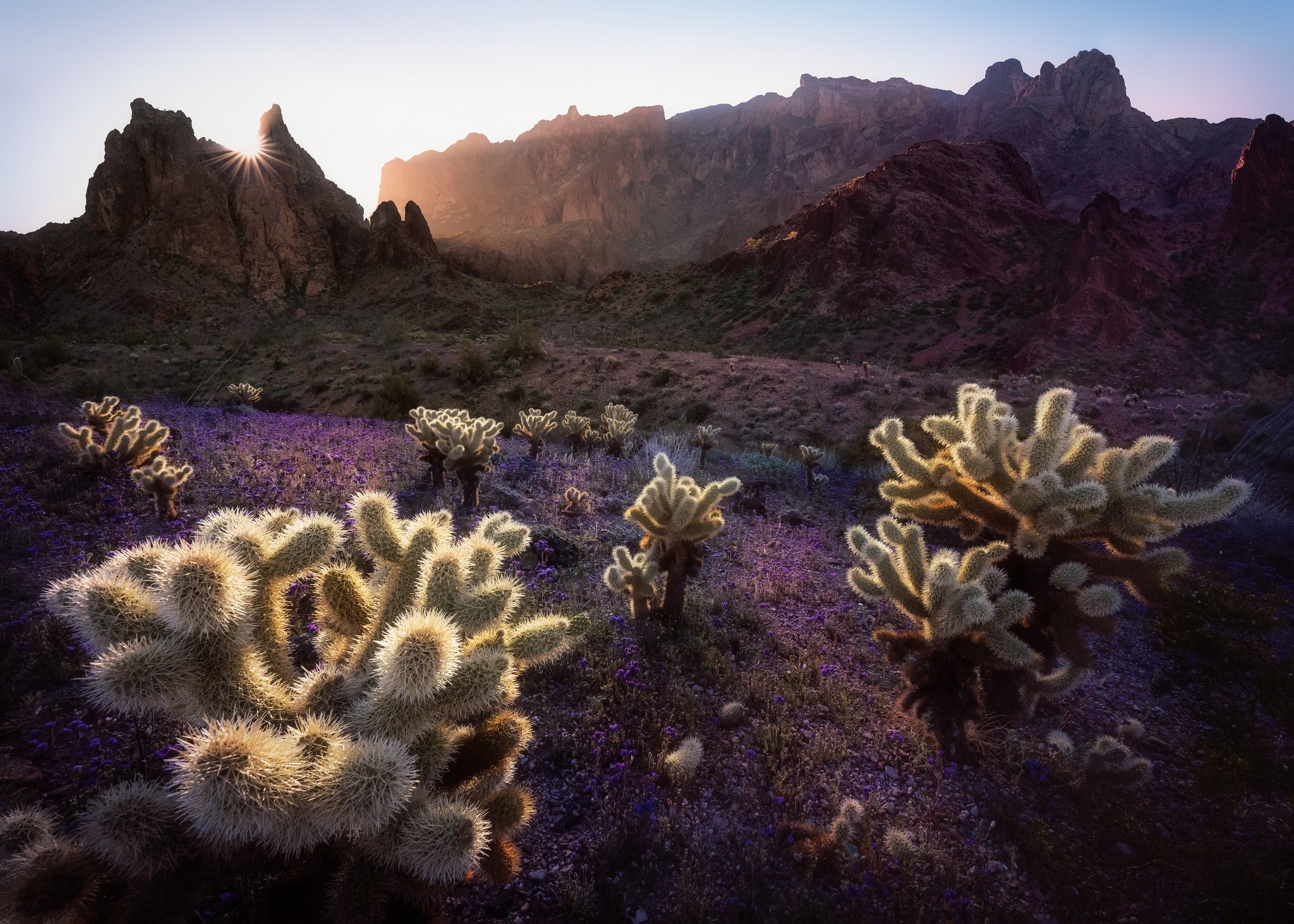 cactus, plants, nature, landscape, sunrise, HD Wallpaper