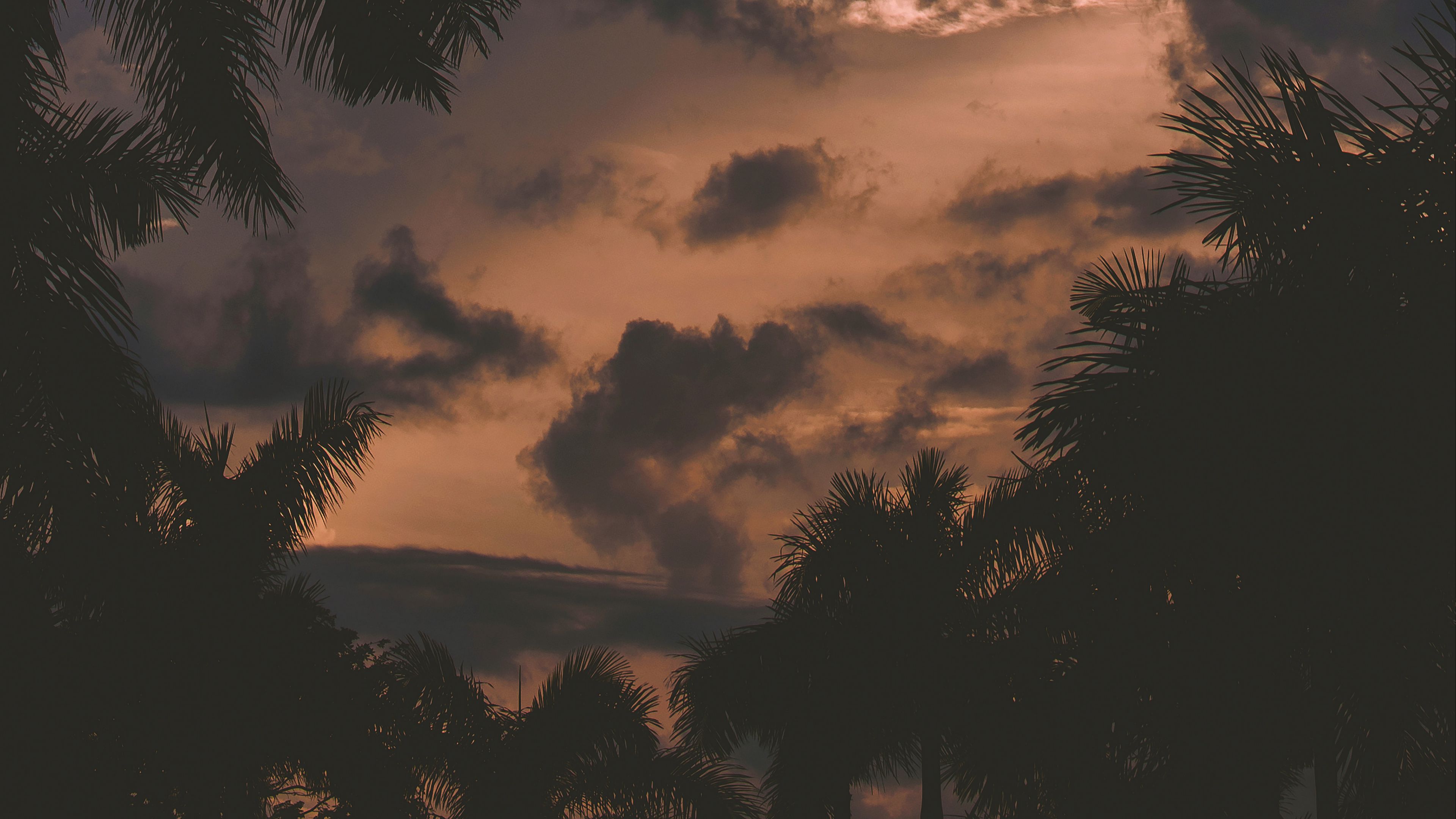 trees, palm trees, clouds, sunset, branches, 4k, HD Wallpaper