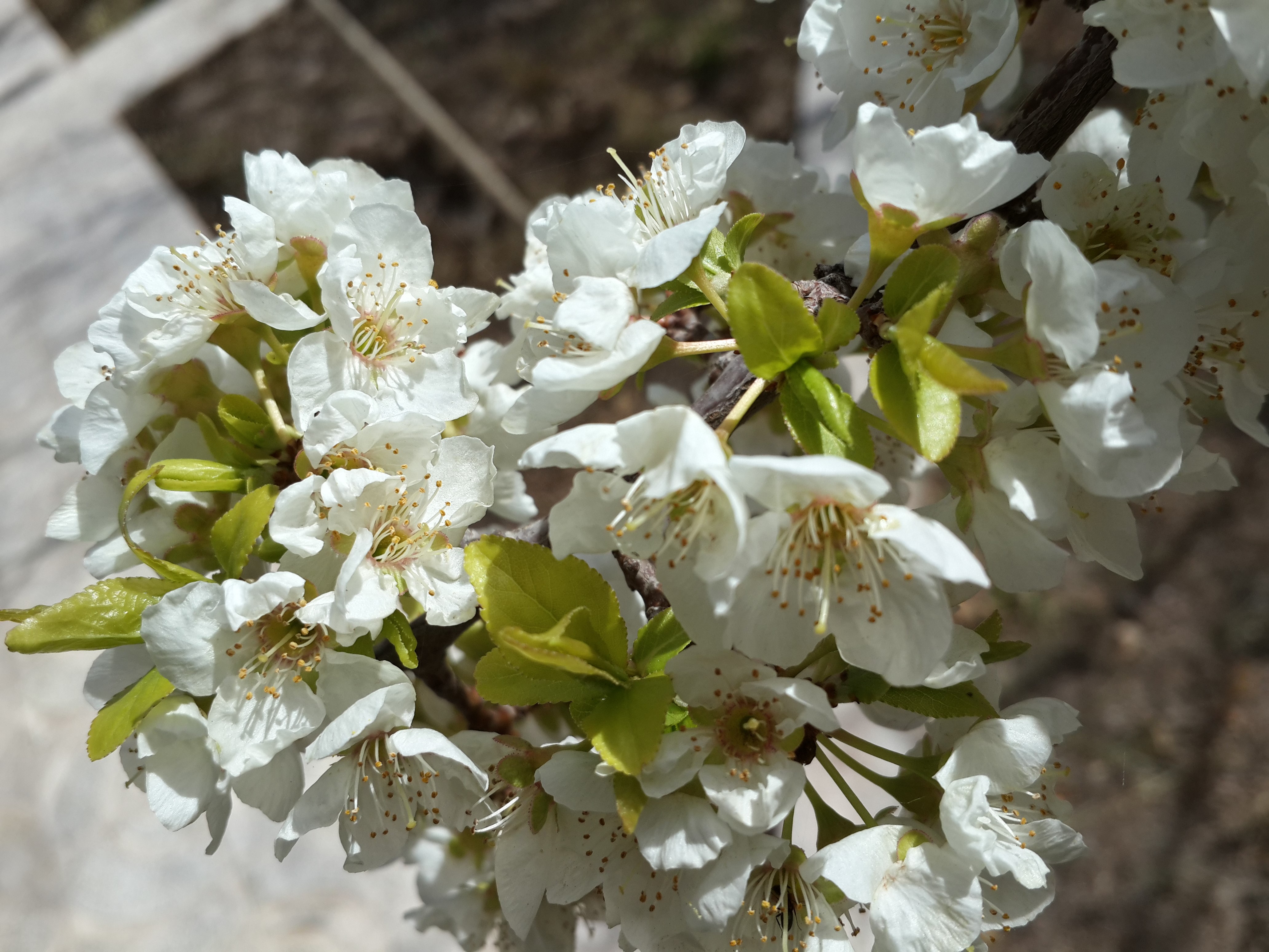 flowers, plants, white flowers, HD Wallpaper
