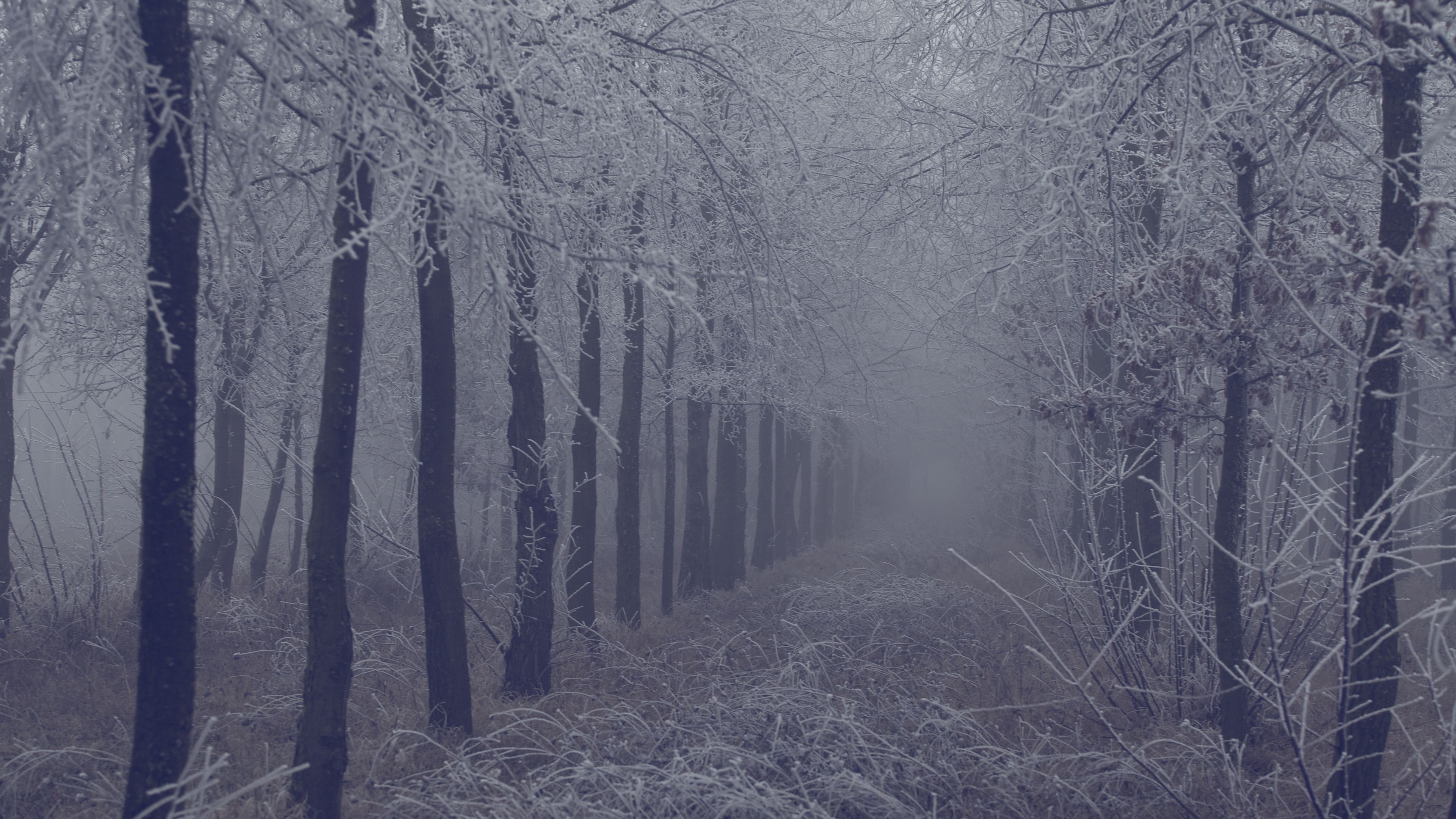 fog, forest, frost, branches, trees, grass, 4k, HD Wallpaper