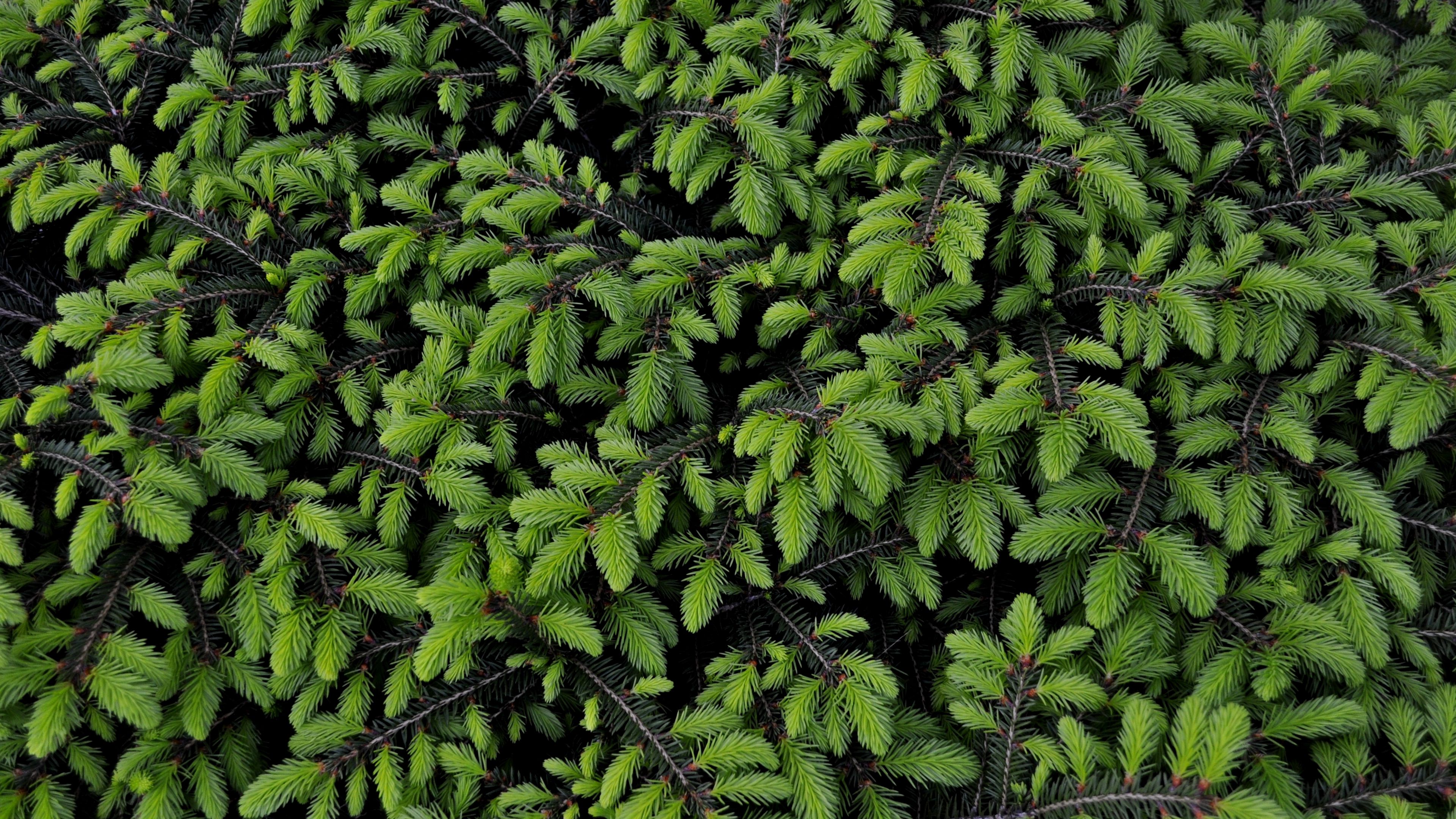 tree, branches, needles, green, 4k, HD Wallpaper