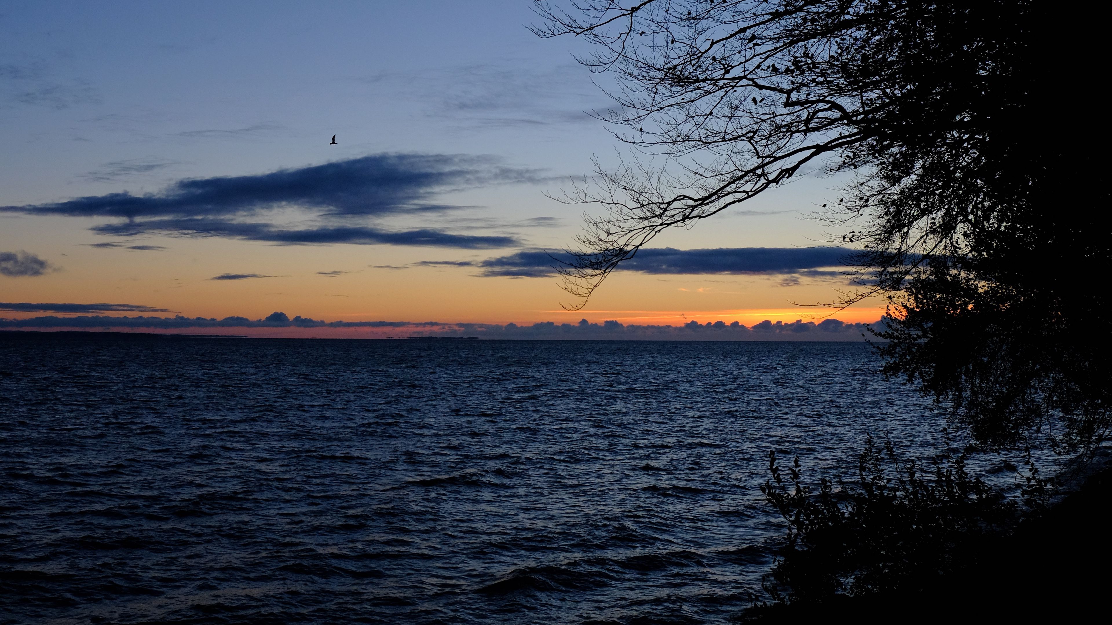 sea, horizon, branches, night, ripples, 4k, HD Wallpaper