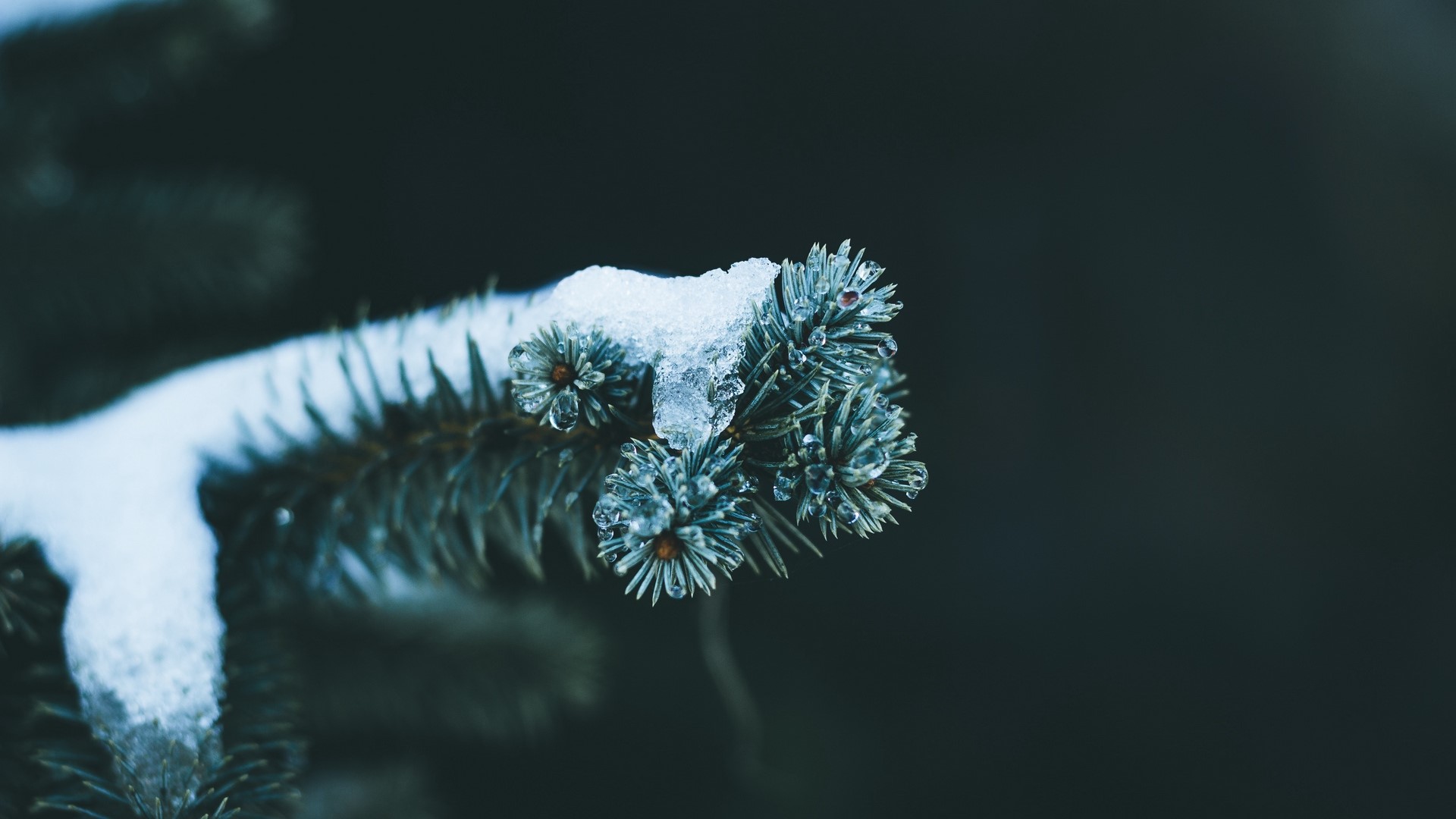 nature, snow, ice, branch, pine trees, HD Wallpaper