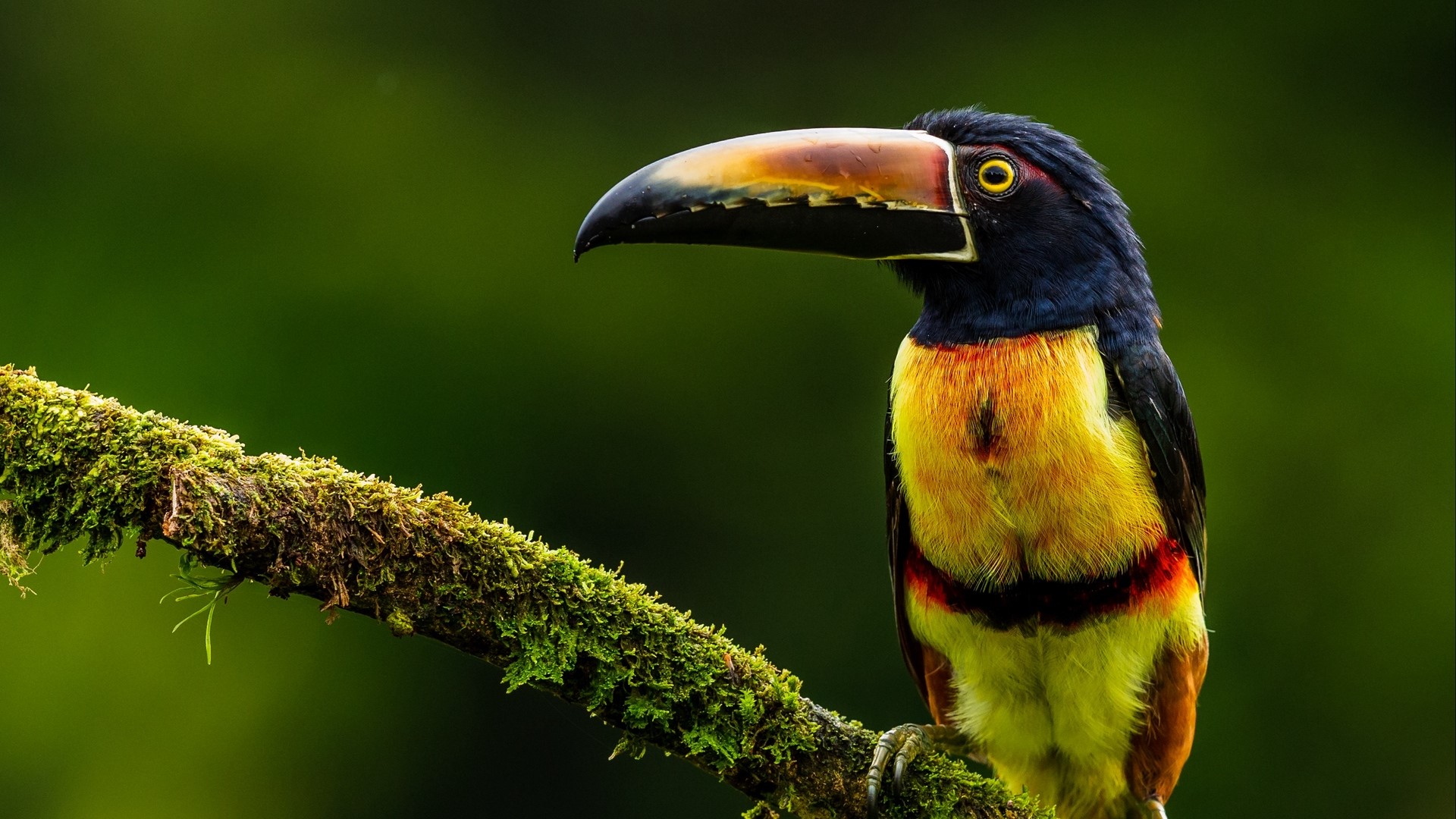 birds, animals, toucans, green, beak, wildlife, colorful, HD Wallpaper