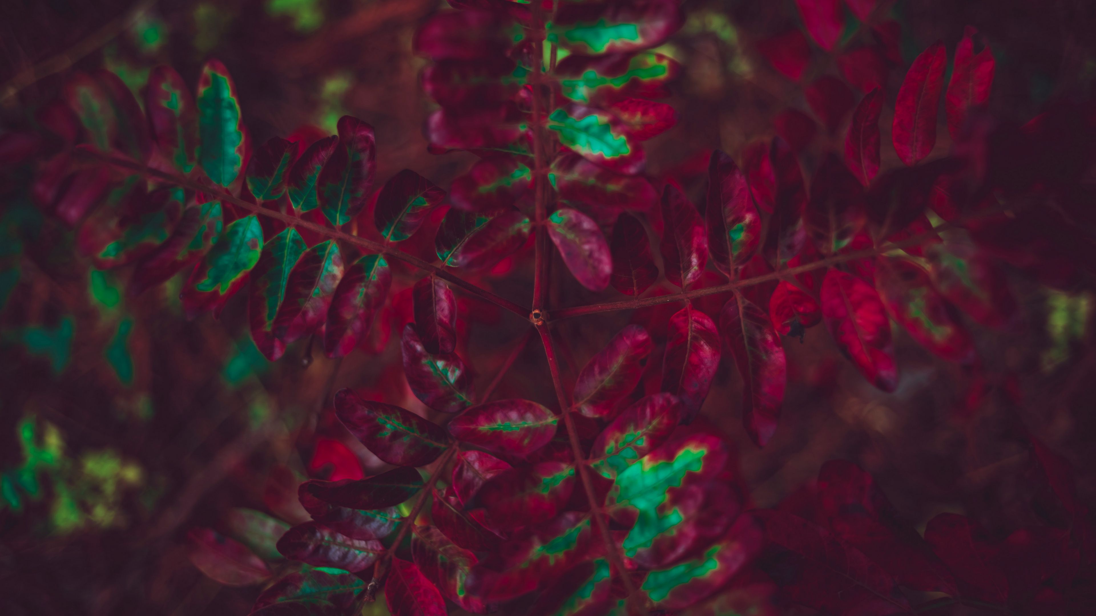 leaves, plant, autumn, carved, 4k, HD Wallpaper