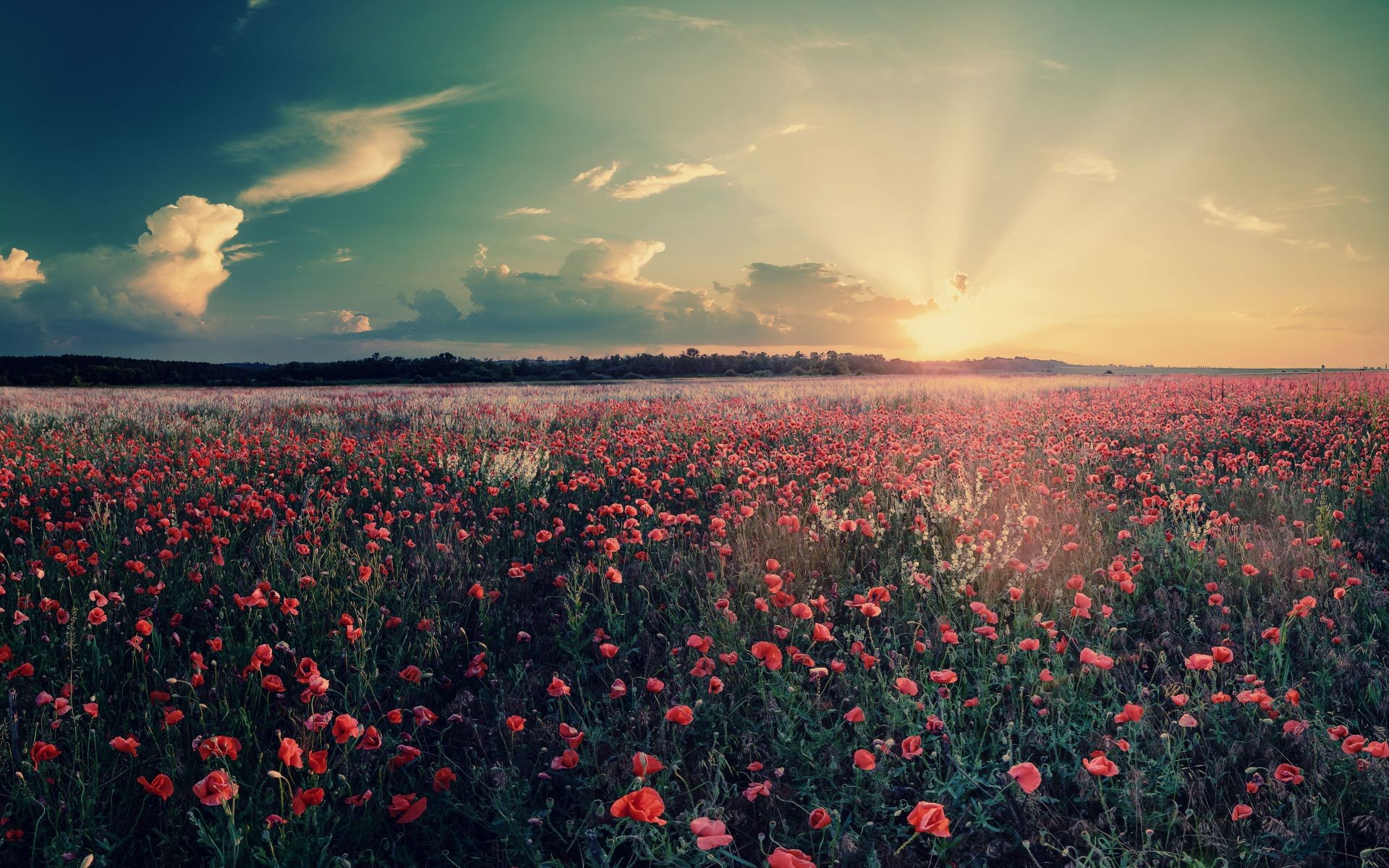 nature, flowers, field, sun rays, poppies, HD Wallpaper