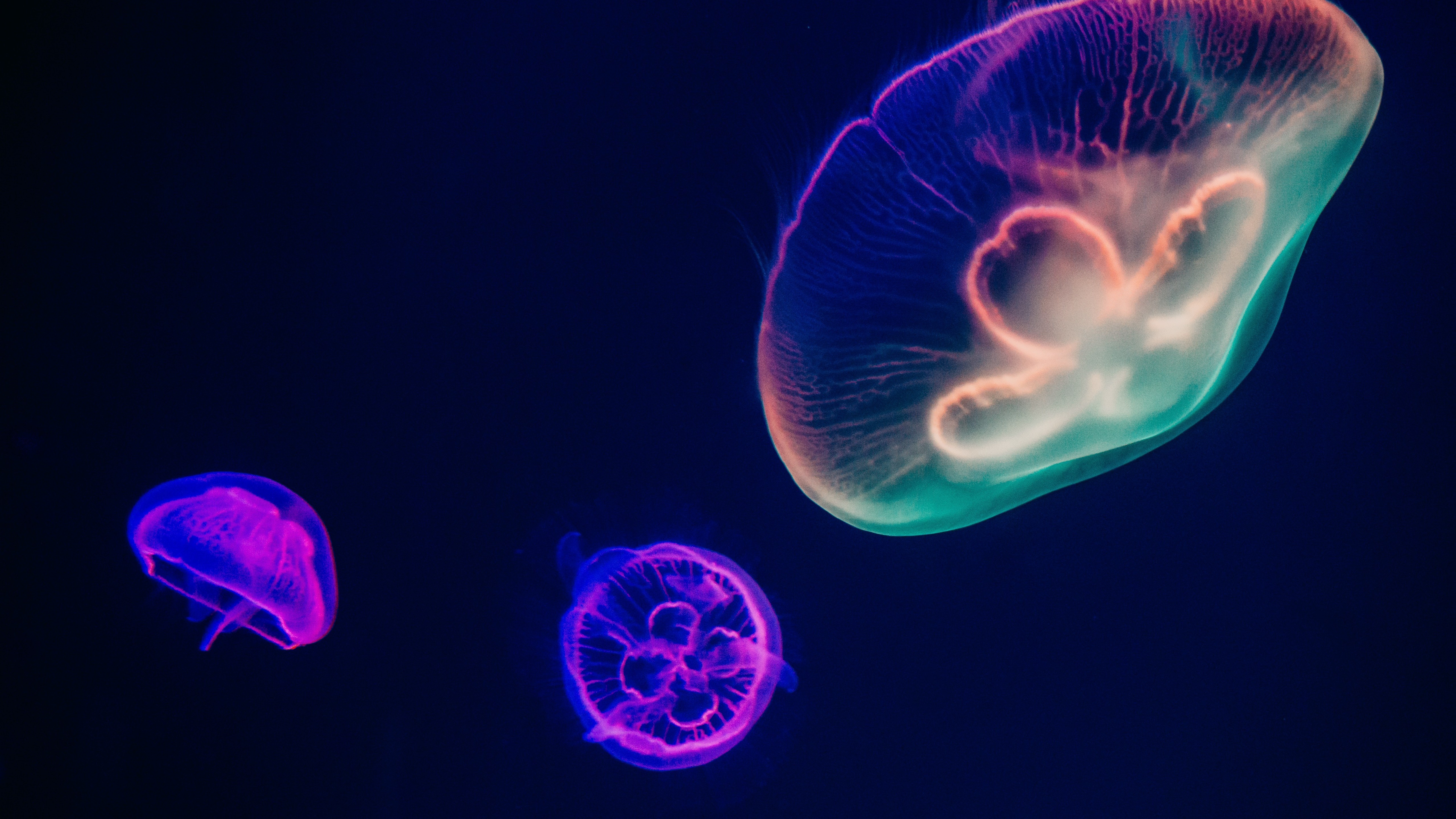 underwater, jellyfish, neon, blue, pink, purple, HD Wallpaper