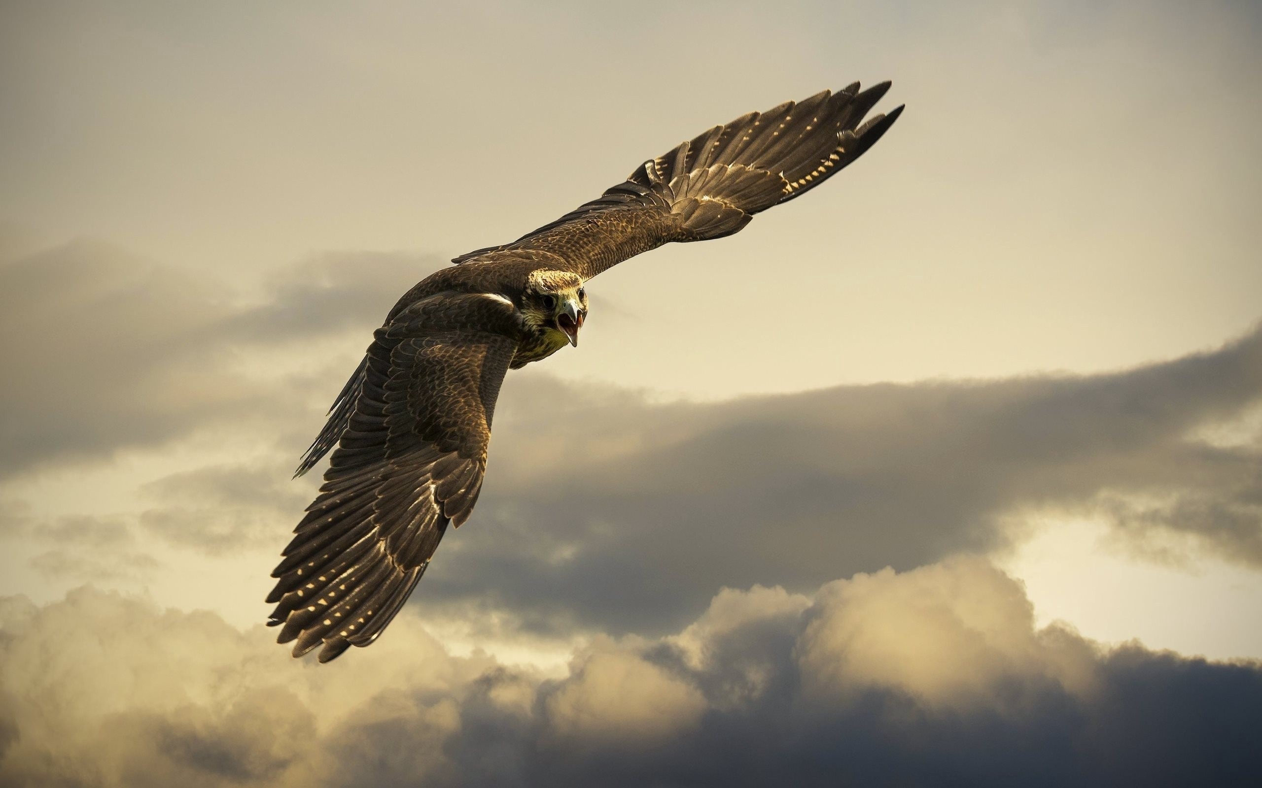 kite, sky, clouds, bird of prey, HD Wallpaper
