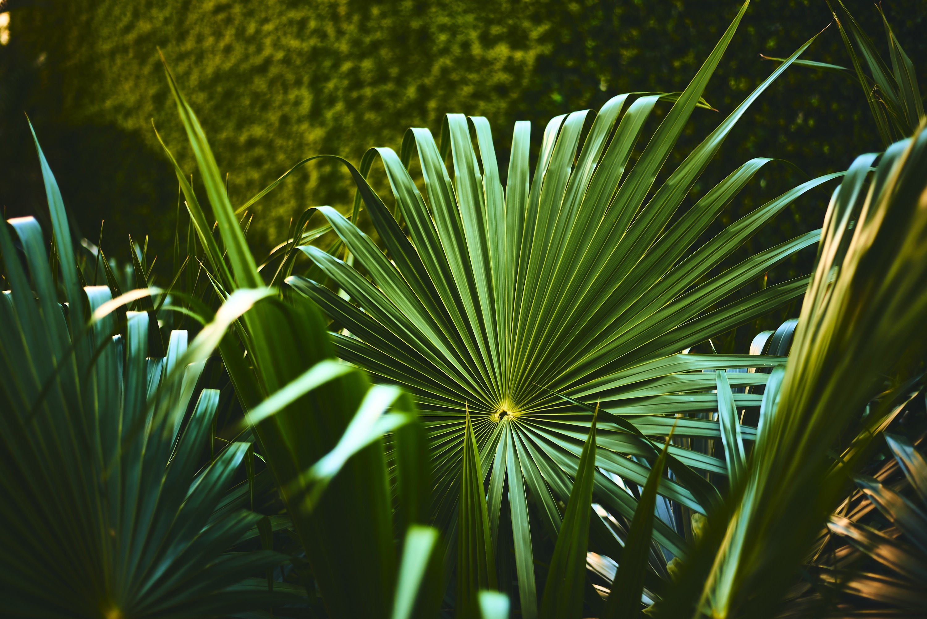 green, plants, palm trees, nature, HD Wallpaper