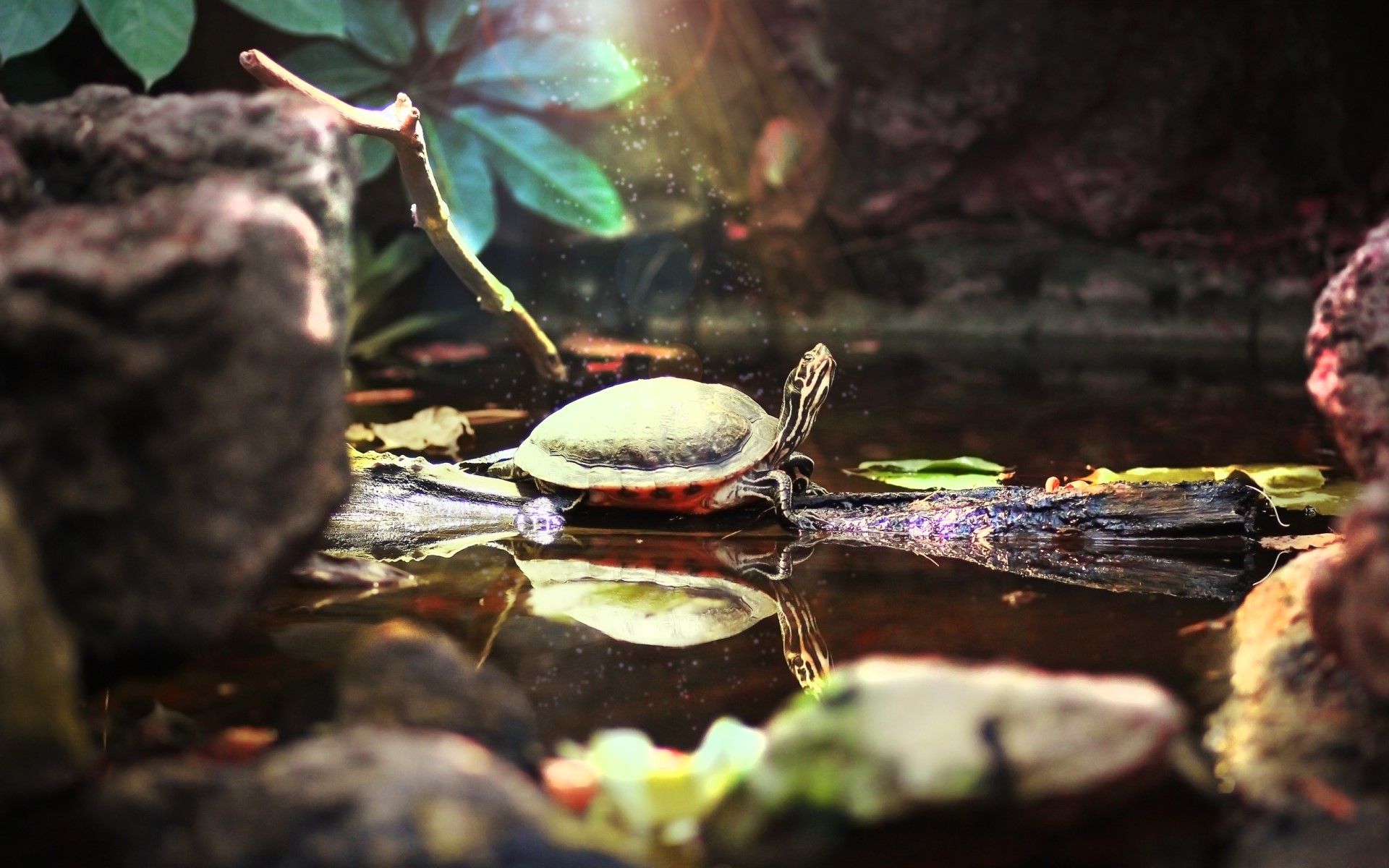 Tortoise, water, rainforest, HD Wallpaper