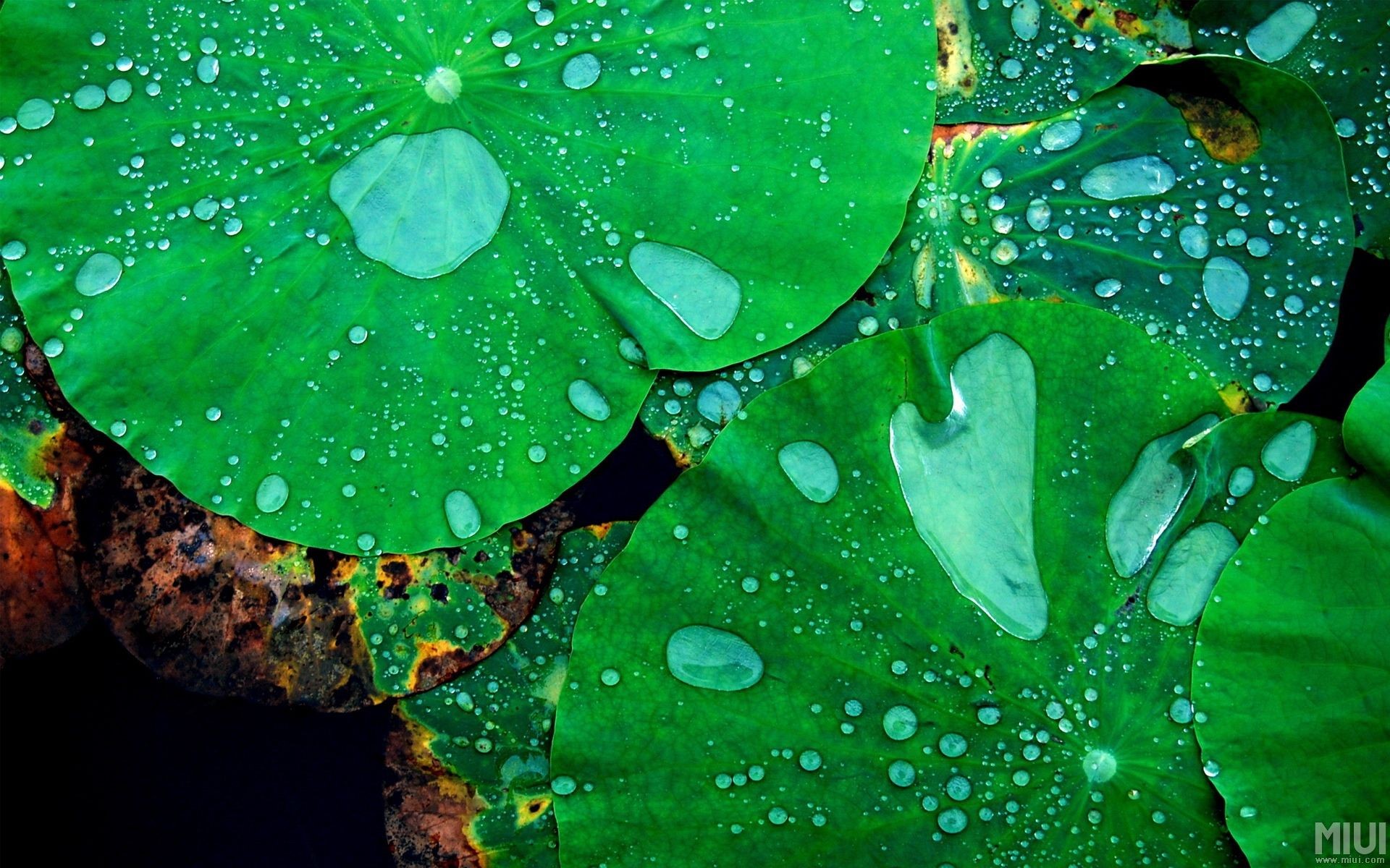 plants, flowers, leaves, HD Wallpaper