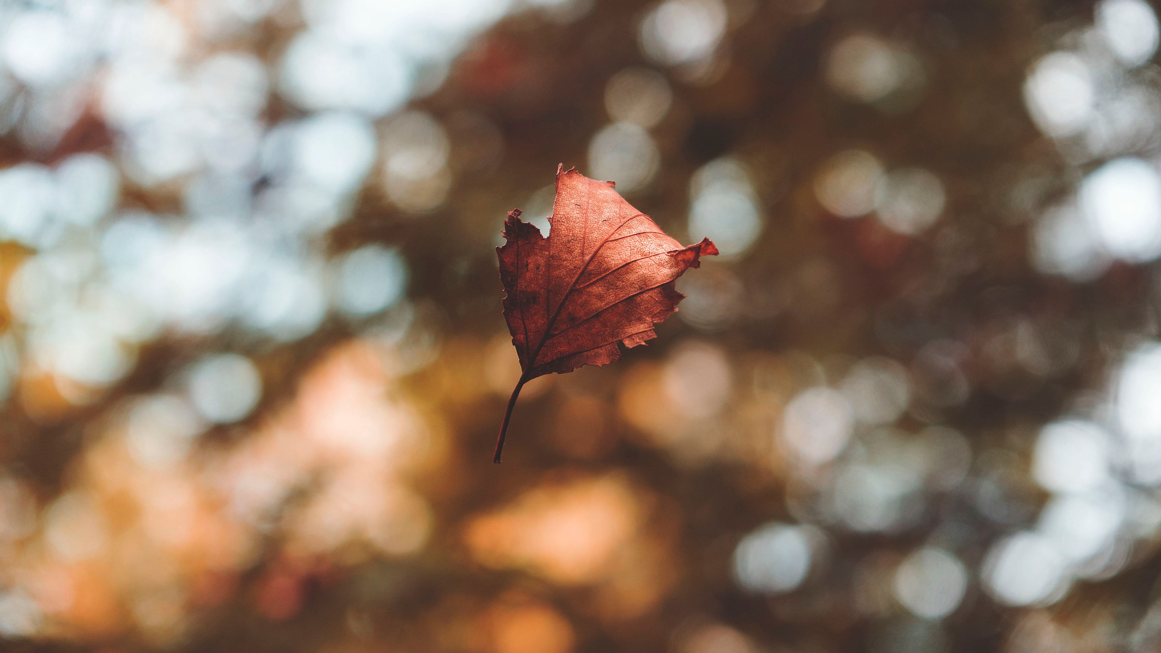leaf, autumn, glare, bokeh, fallen, levitation, flight, 4k, HD Wallpaper