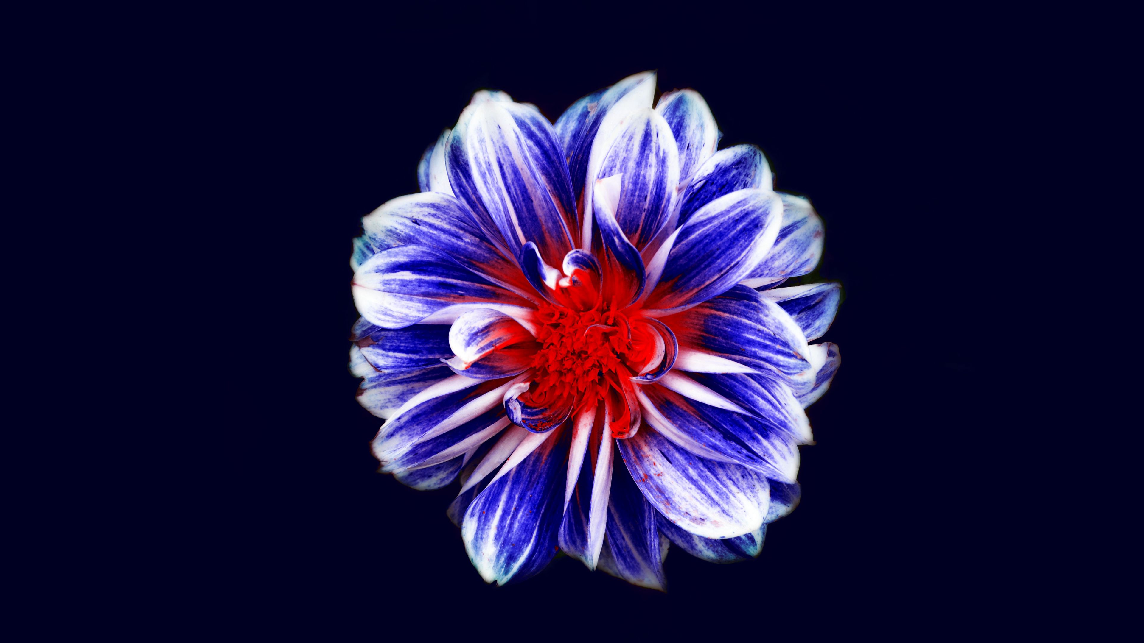 flower, bud, petals, purple, red, 4k, HD Wallpaper