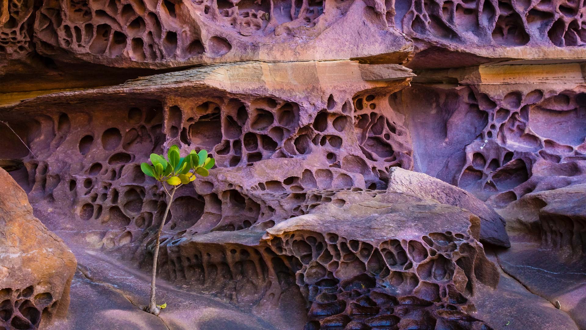 Australia, rocks wall, nature, plants, HD Wallpaper