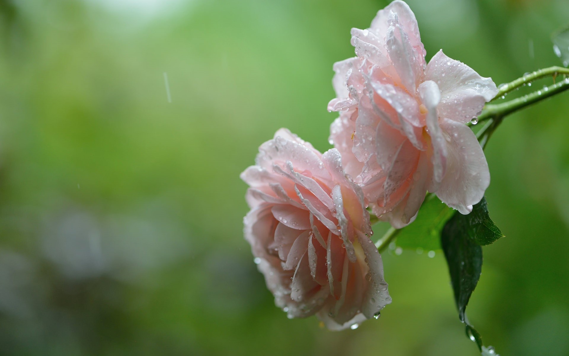 macro, pink roses, nature, flowers, HD Wallpaper