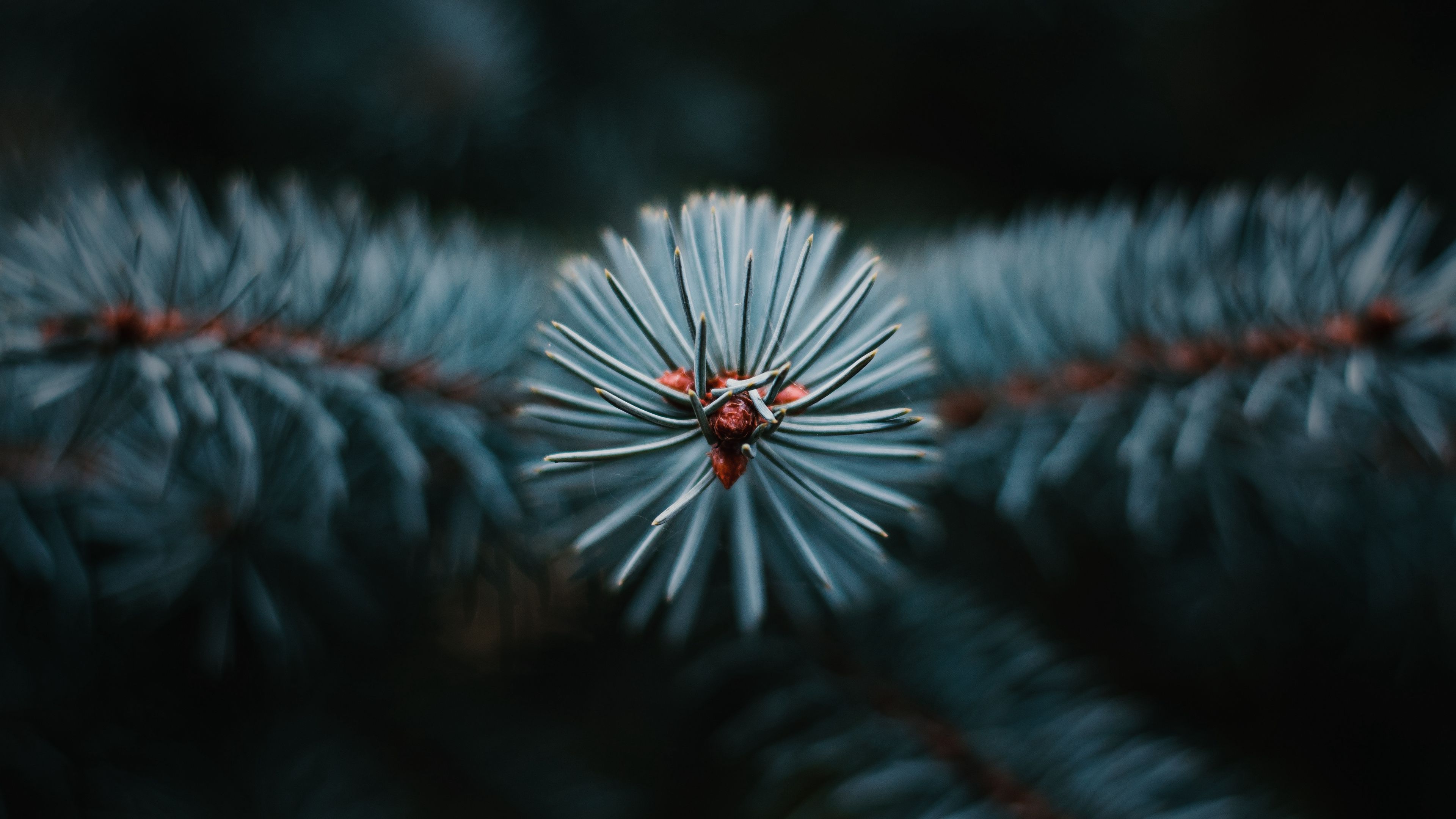 branch, tree, needles, macro, evergreen, 4k, HD Wallpaper