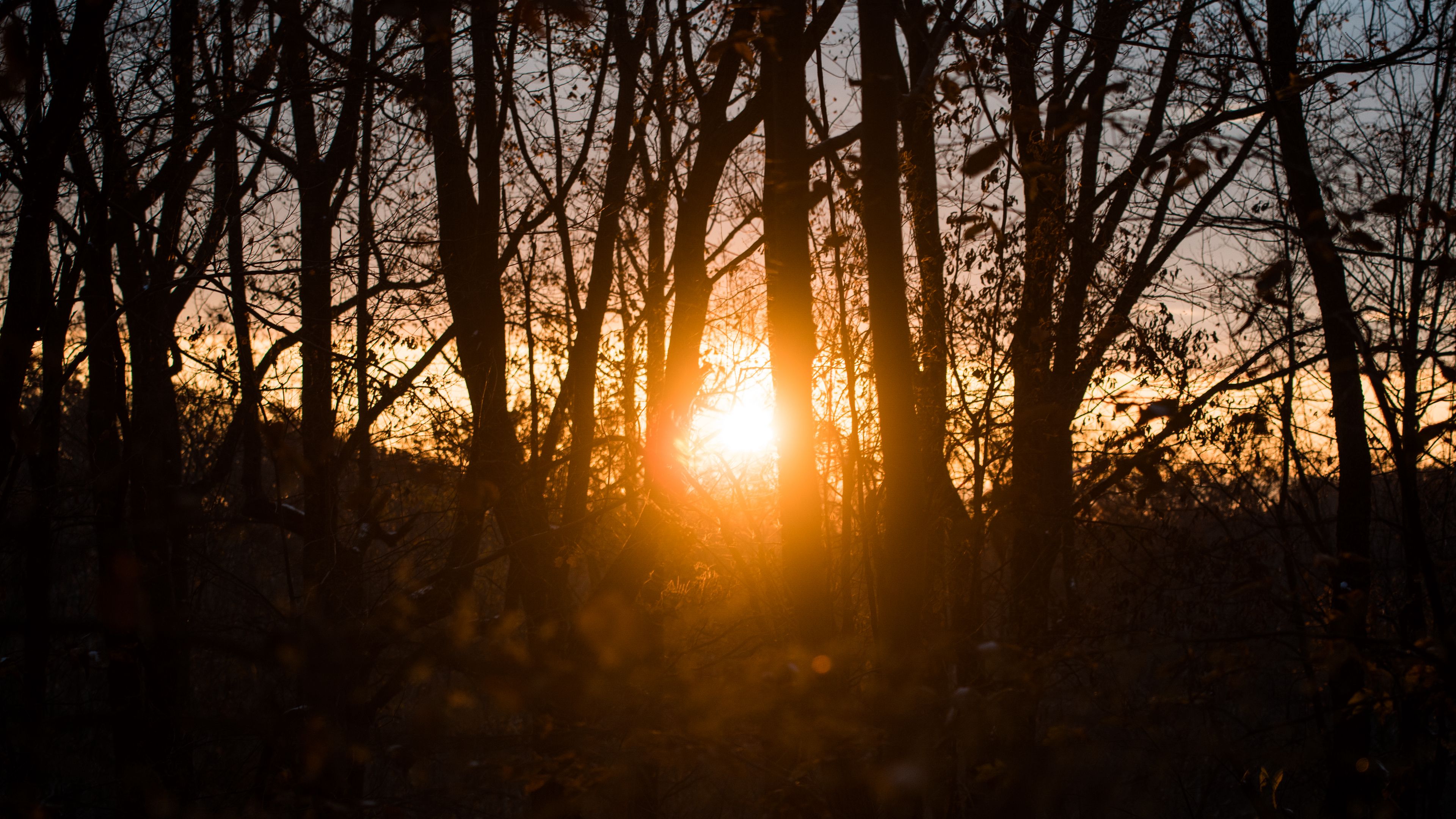 sunlight, trees, sunset, branches, autumn, 4k, HD Wallpaper