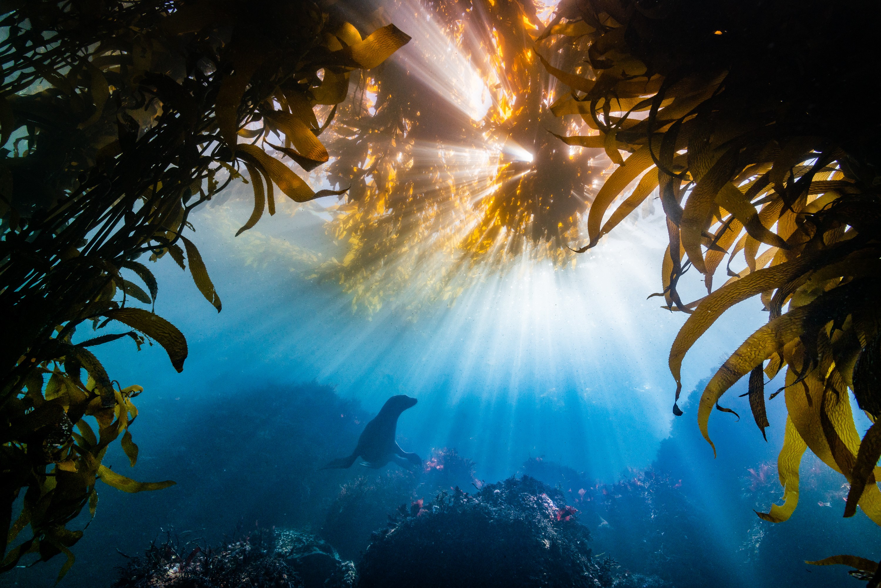 nature, animals, sea, seaweed, underwater, seals, sun rays, HD Wallpaper