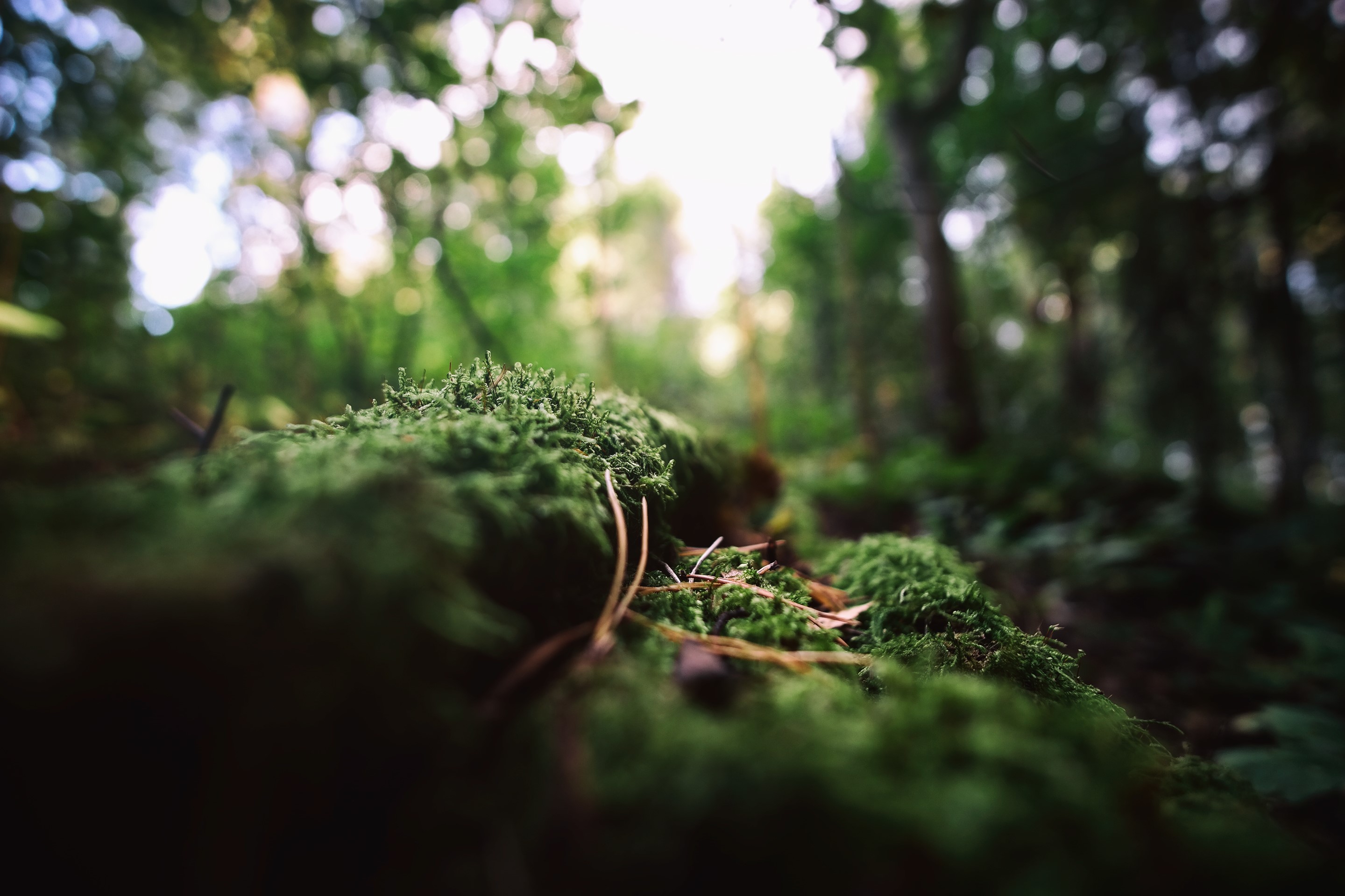 nature, photography, plants, roots, macro, HD Wallpaper
