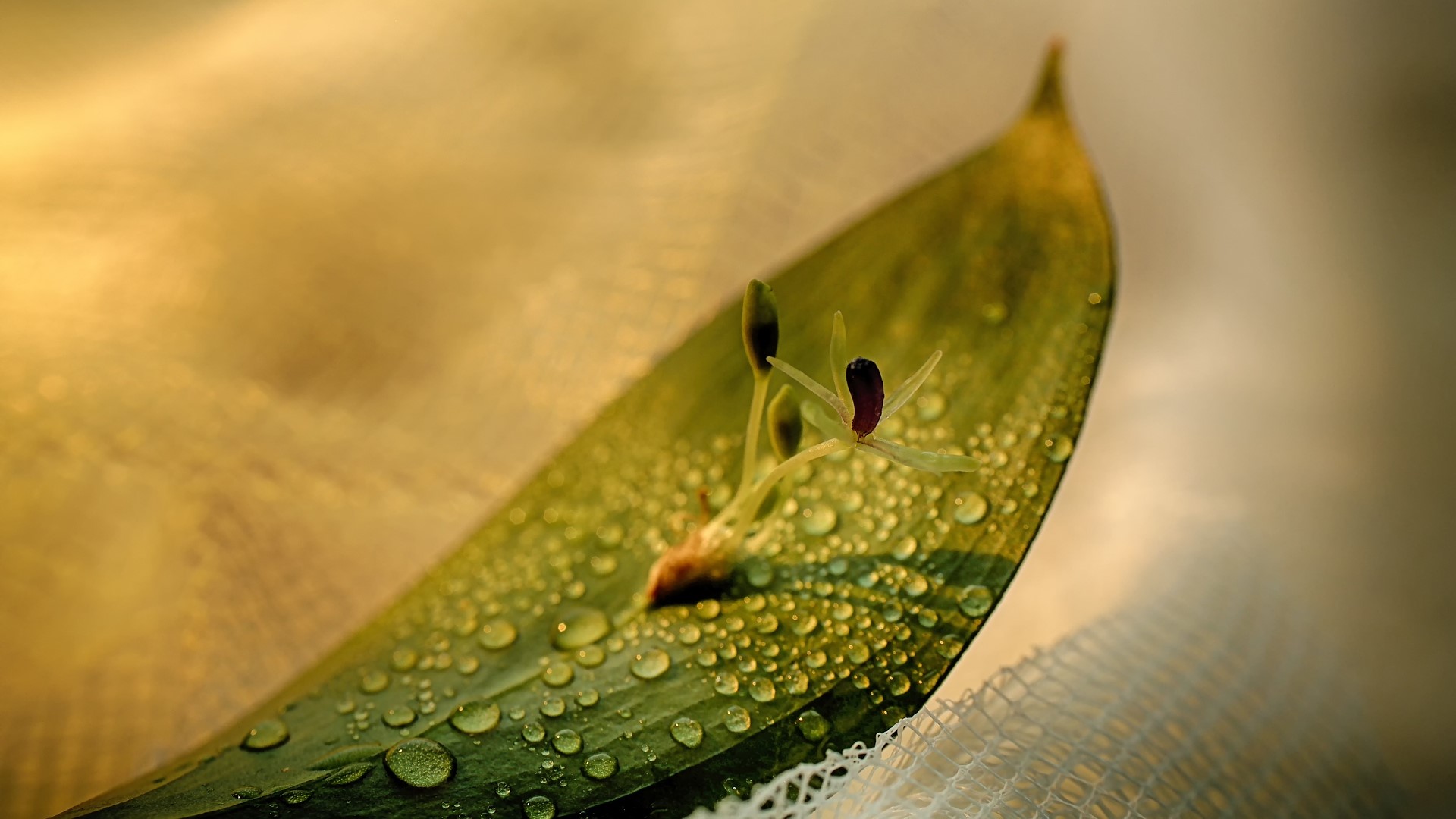 nature, still life, water drops, macro, leaves, flowers, HD Wallpaper