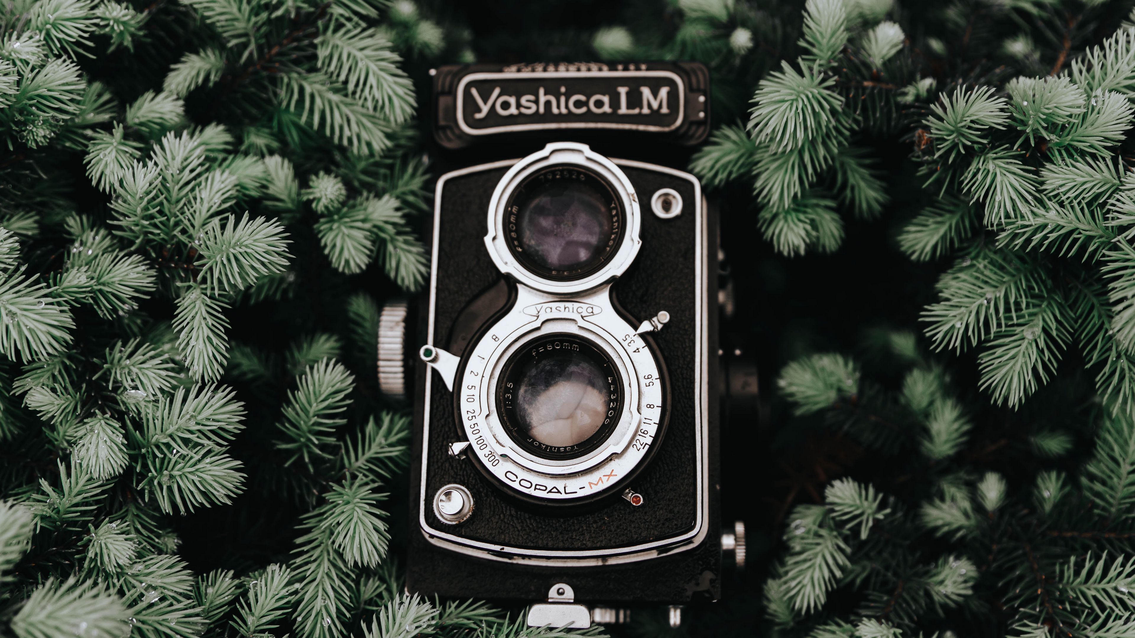 camera, retro, branches, vintage, needles, coniferous, 4k, HD Wallpaper
