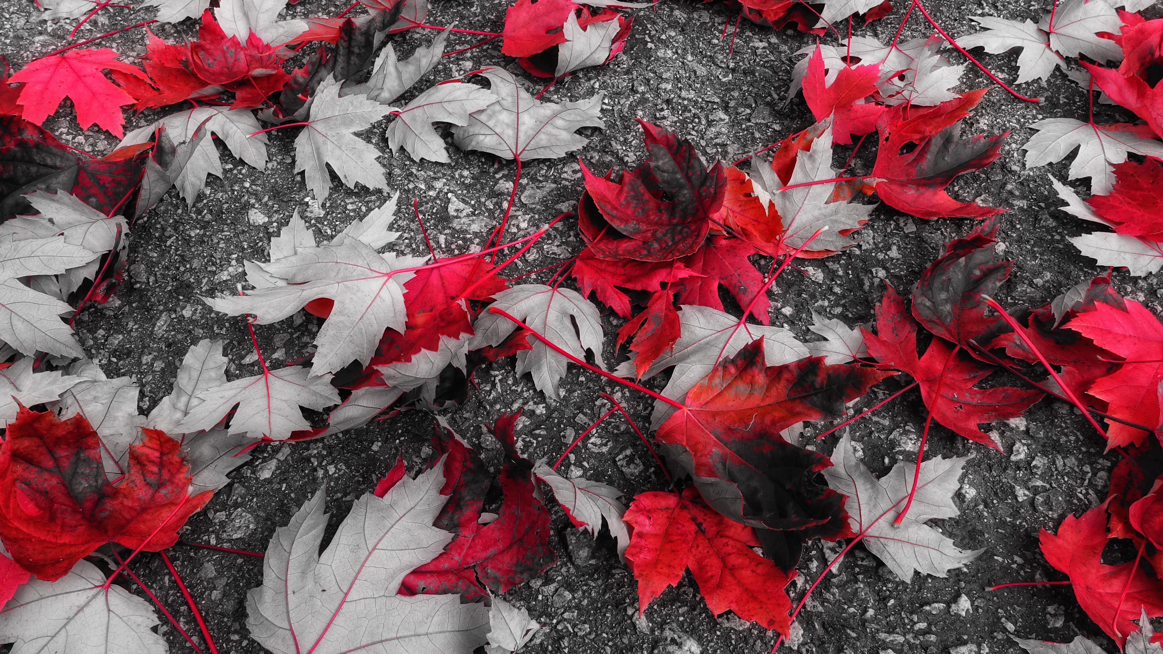 maple, leaves, autumn, foliage, fallen, 4k, HD Wallpaper