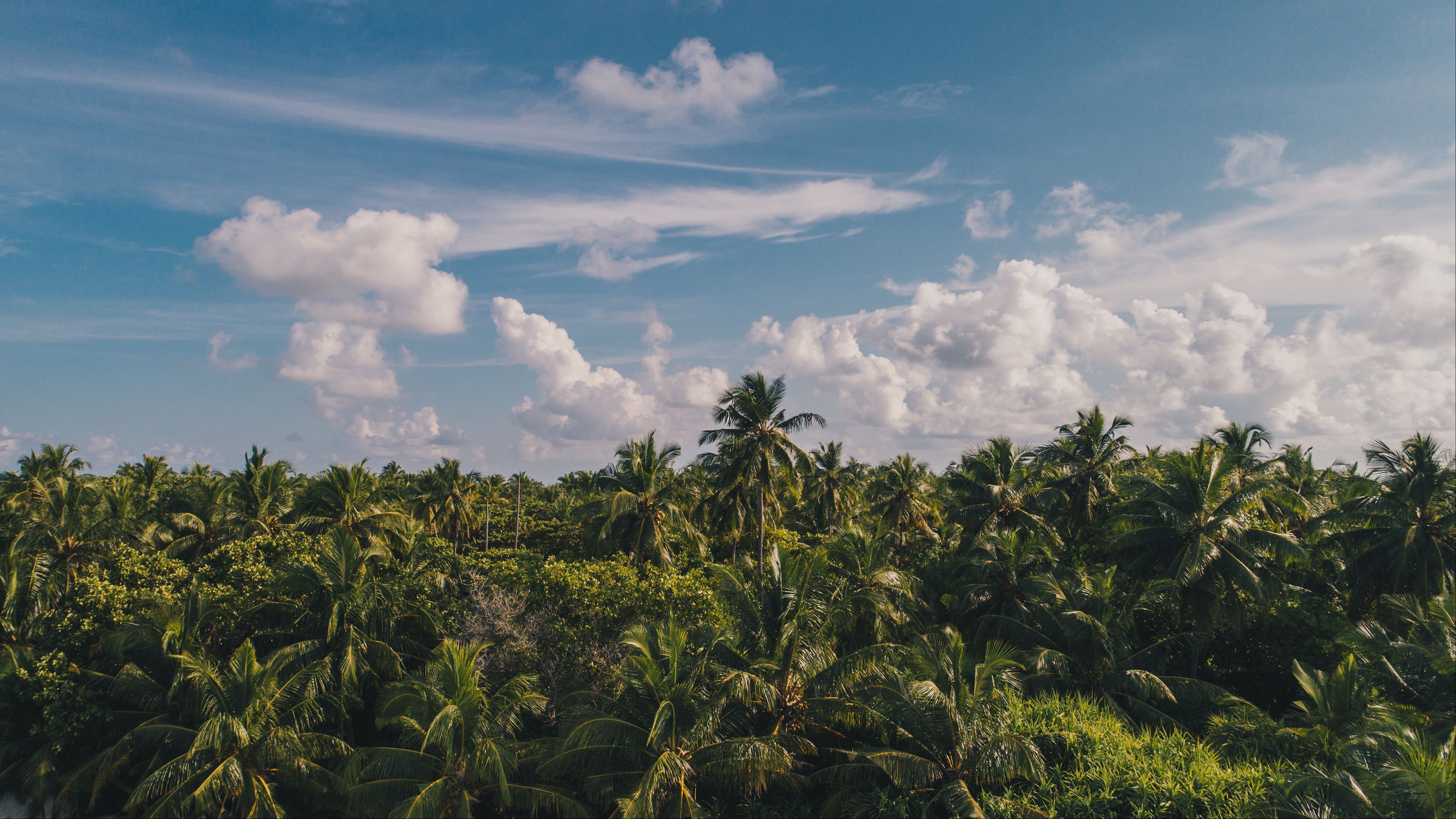 palm trees, clouds, sky, tropics, 4k, HD Wallpaper