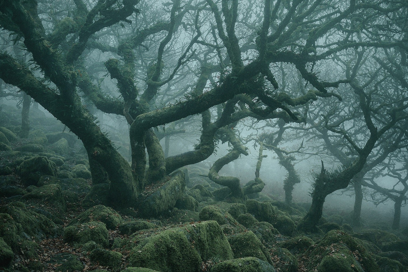 nature, landscape, trees, forest, mist, fallen leaves, moss, England, HD Wallpaper