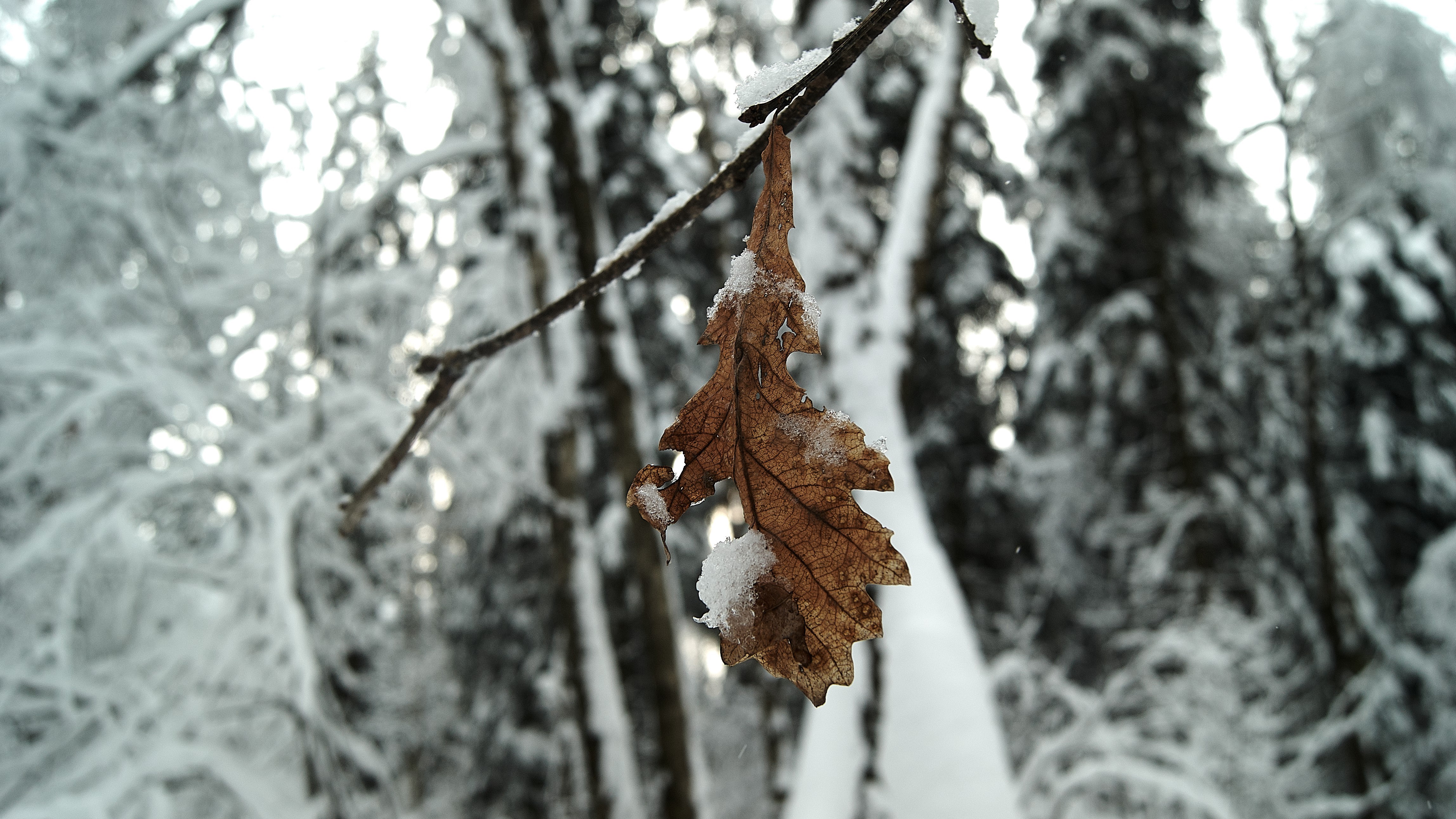 snow, nature, photography, wood, leaves, winter, depth of field, HD Wallpaper