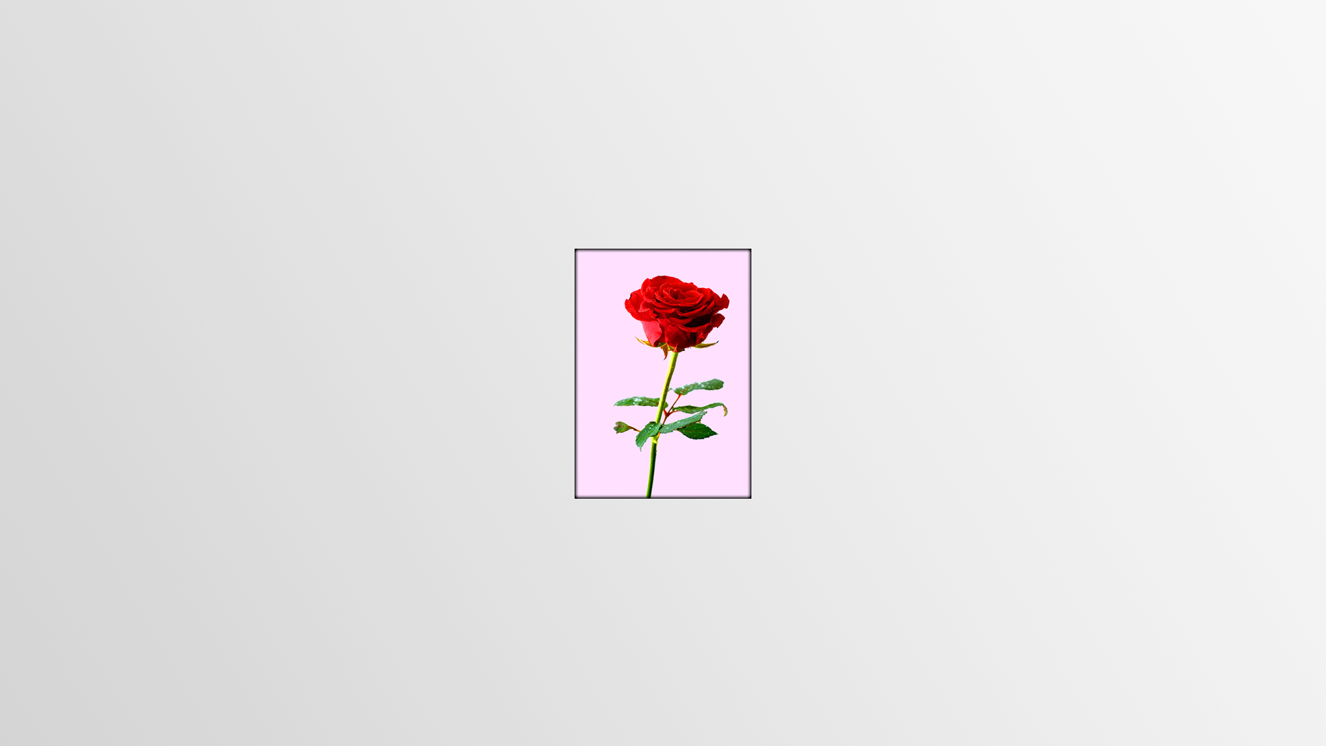 rose, simple, simple background, HD Wallpaper