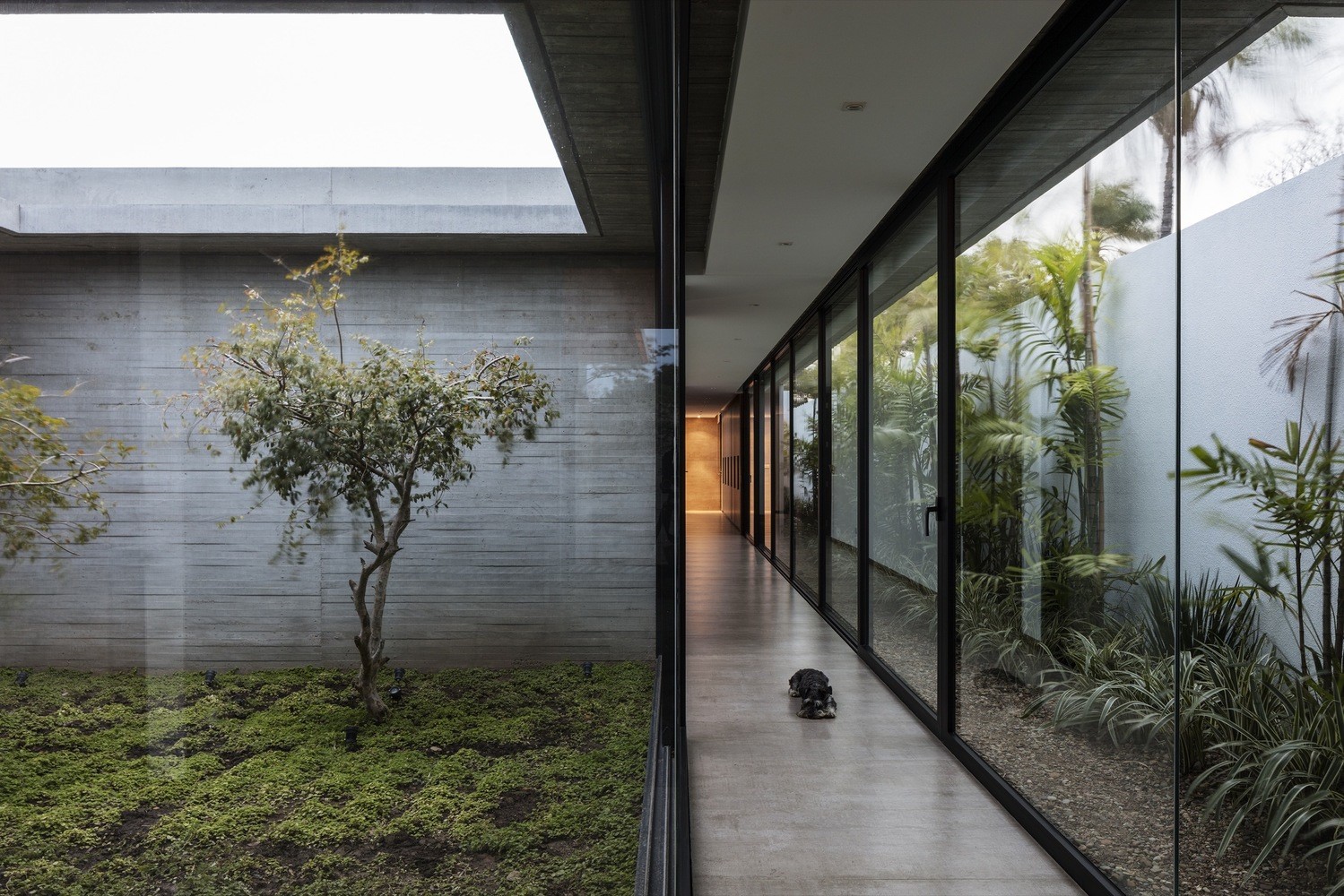 modern, glass, pet, dog, window, animals, architecture, HD Wallpaper